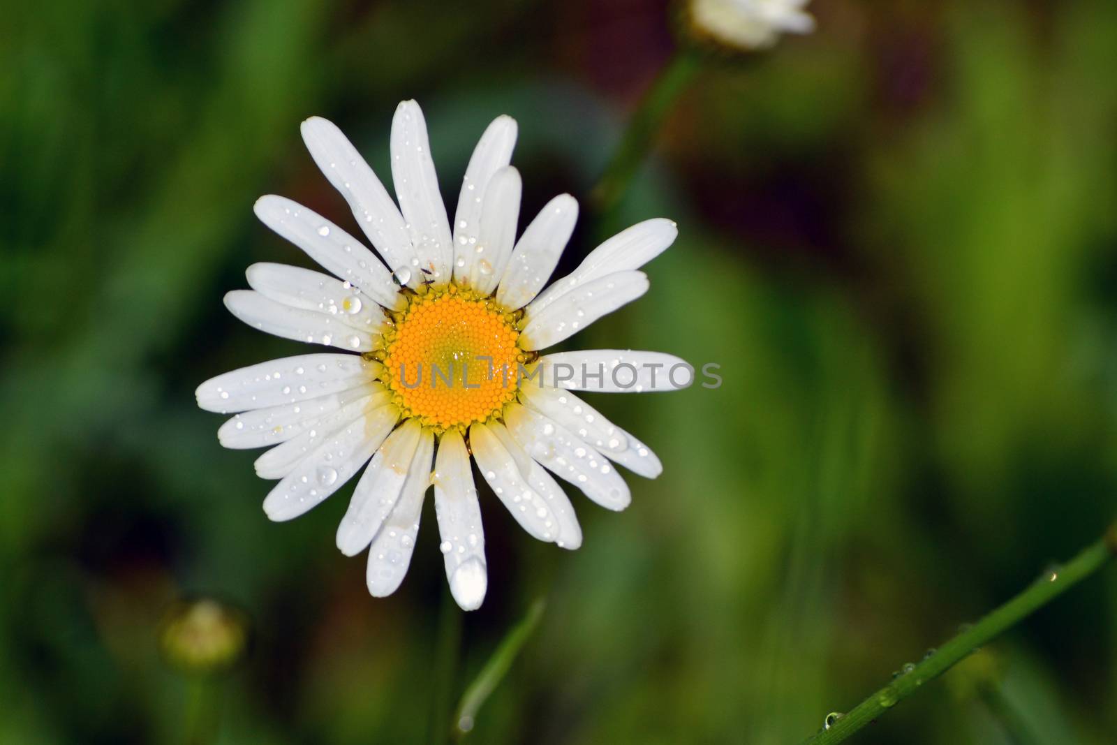 White daisy with water drops in green grass