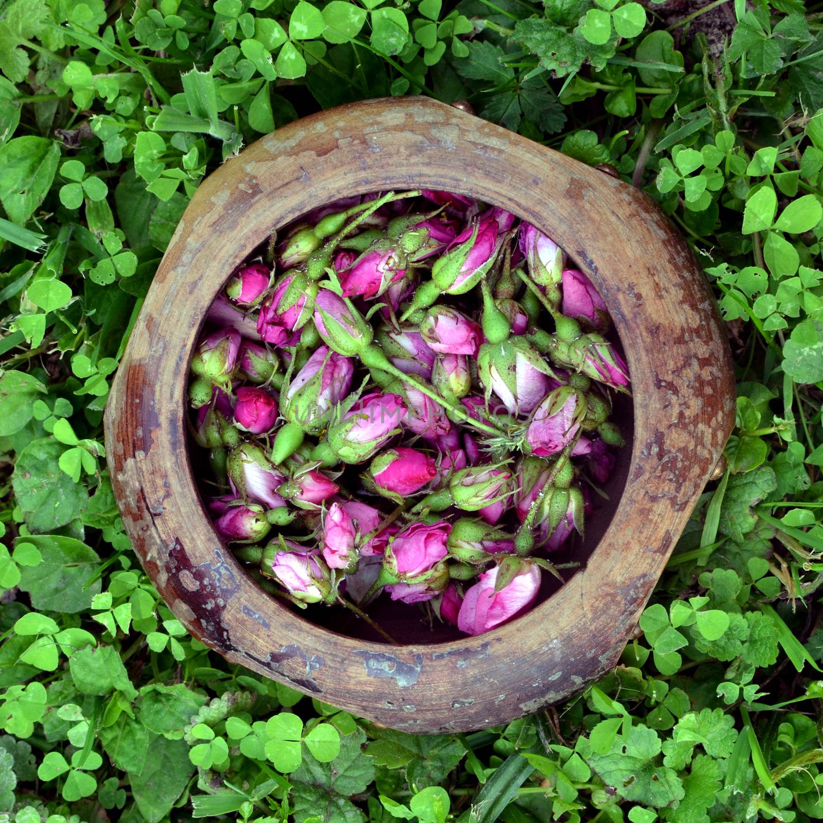 Pink rose buds in a wooden bowl on grass