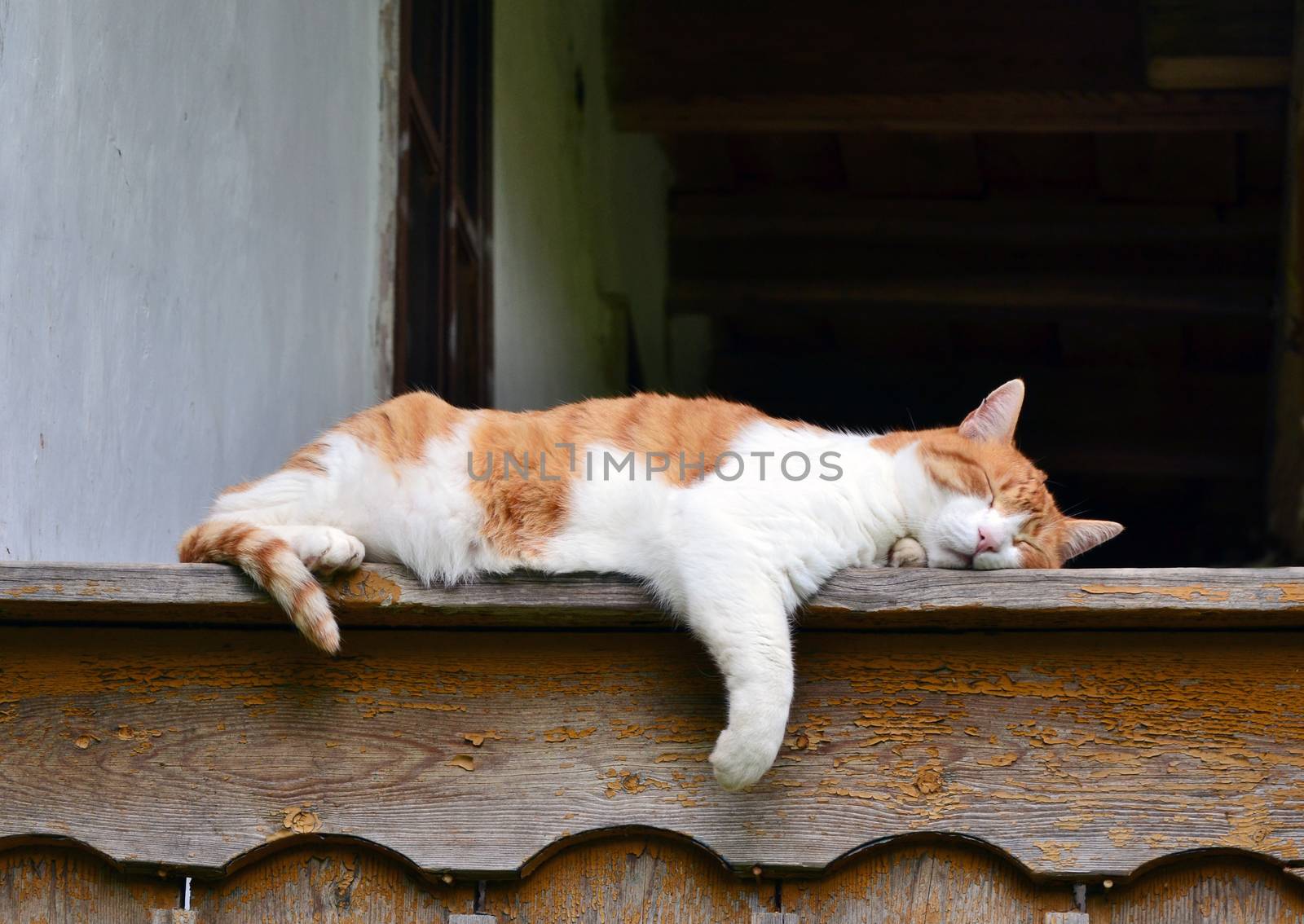Red and white cat sleaping on the edge of the porch