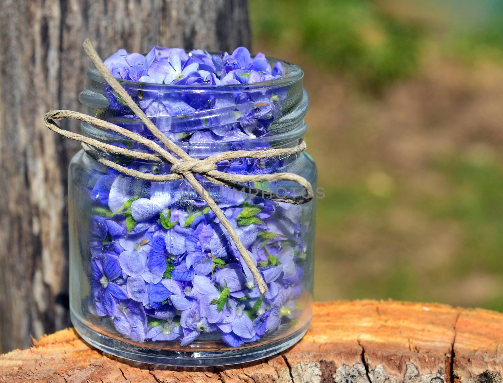 Germander speedwell(also known as Veronica chamaedrys or bird's eye speedwell or cat's eye) in a small jar