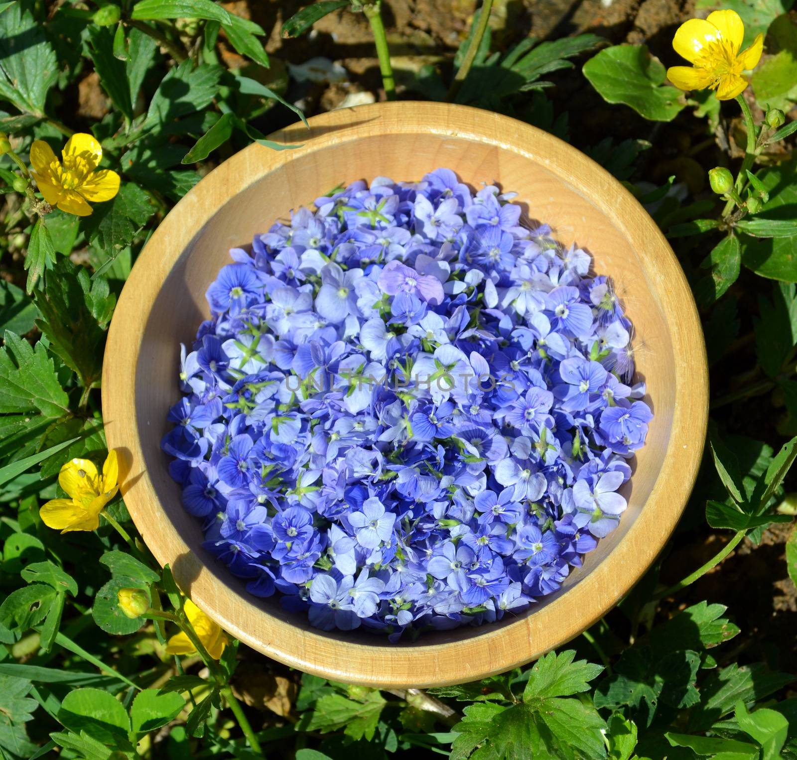 Germander speedwell also known as Veronica chamaedrys or bird's eye speedwell or cat's eye in a wooden bowl on the grass