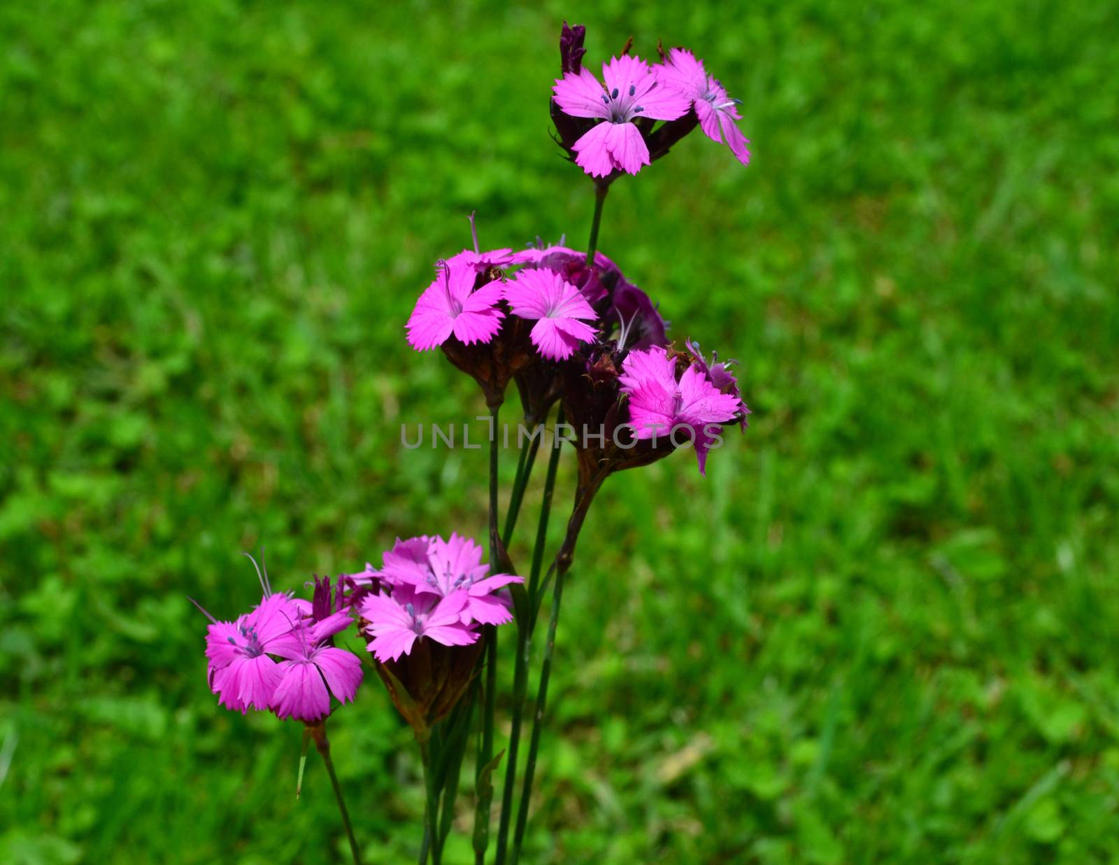 Dianthus carthusianorum (Carthusian Pink) on green meadow by hibrida13