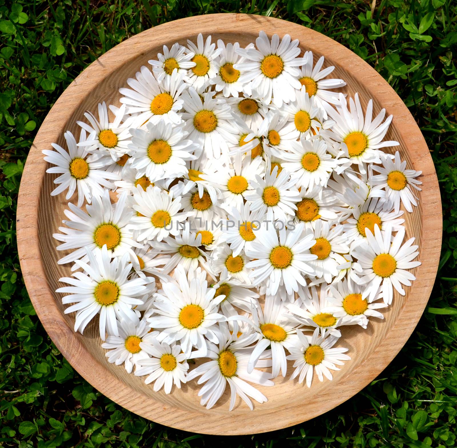 Daisy flowers in a wooden bowl by hibrida13