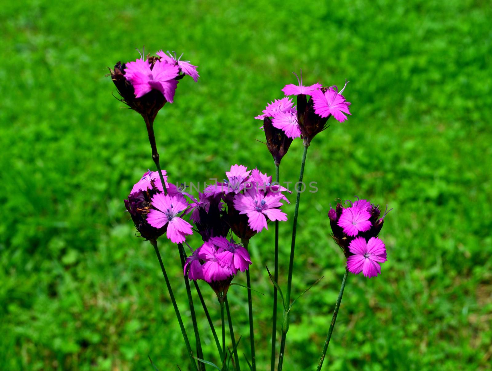 Carthusian Pink (Dianthus carthusianorum) on green meadow by hibrida13