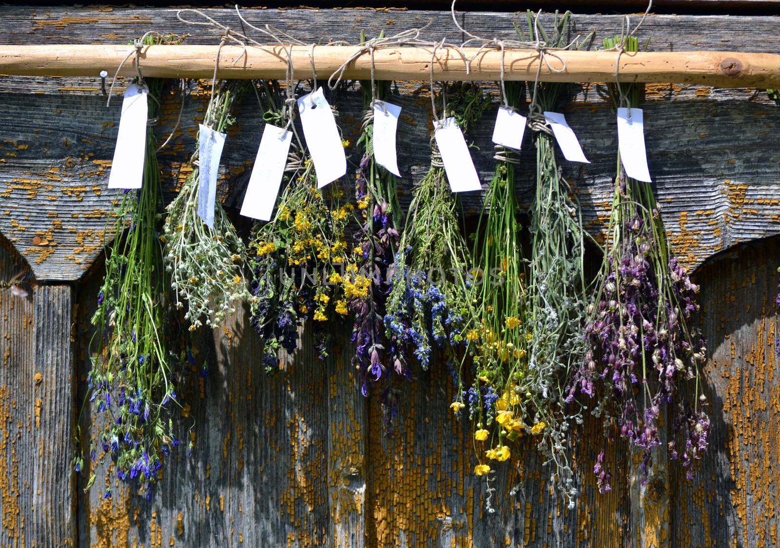 Bunches of dry herbal plants hanging on old wooden wall by hibrida13