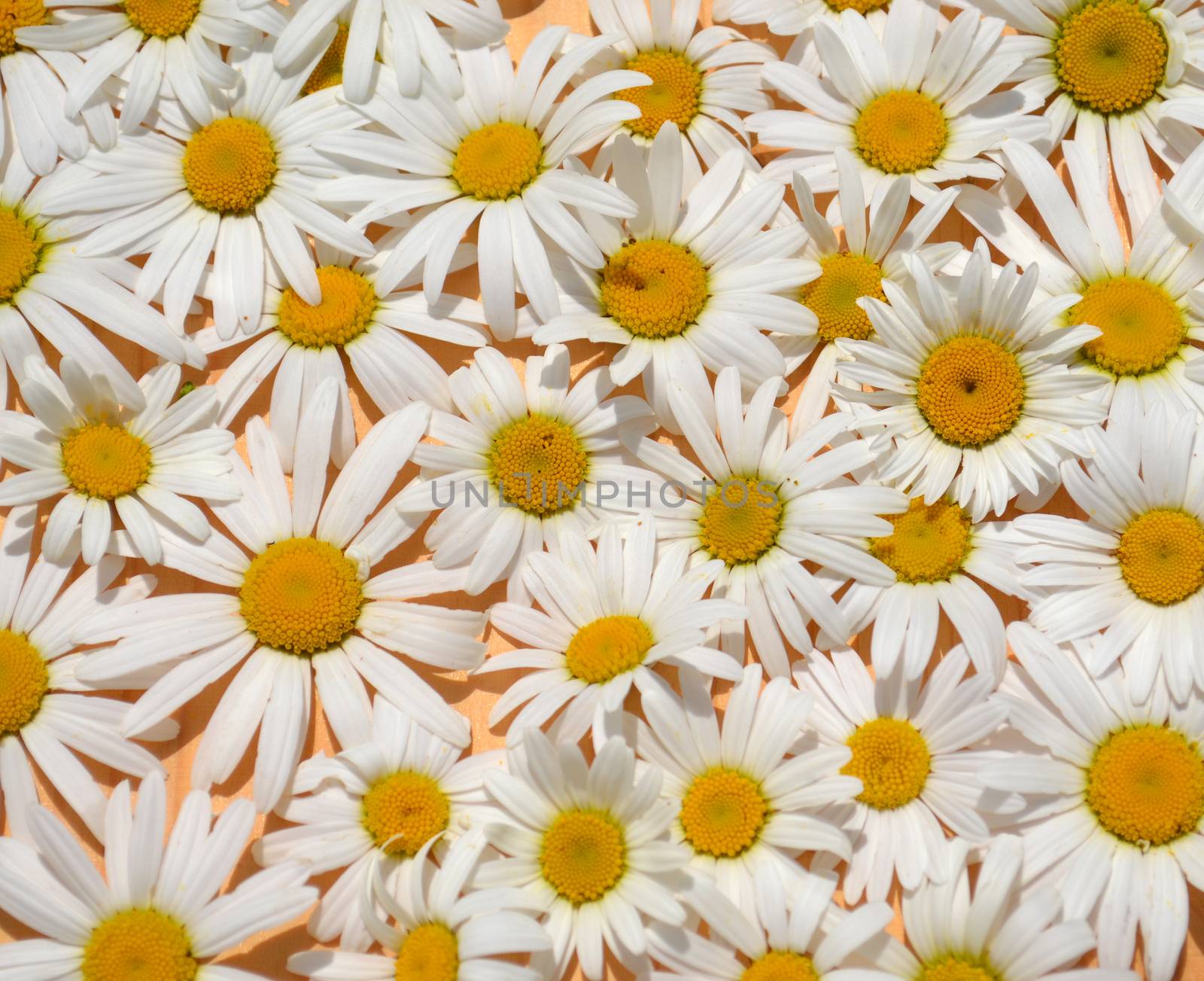 Bunch of daisy flowers as a background by hibrida13