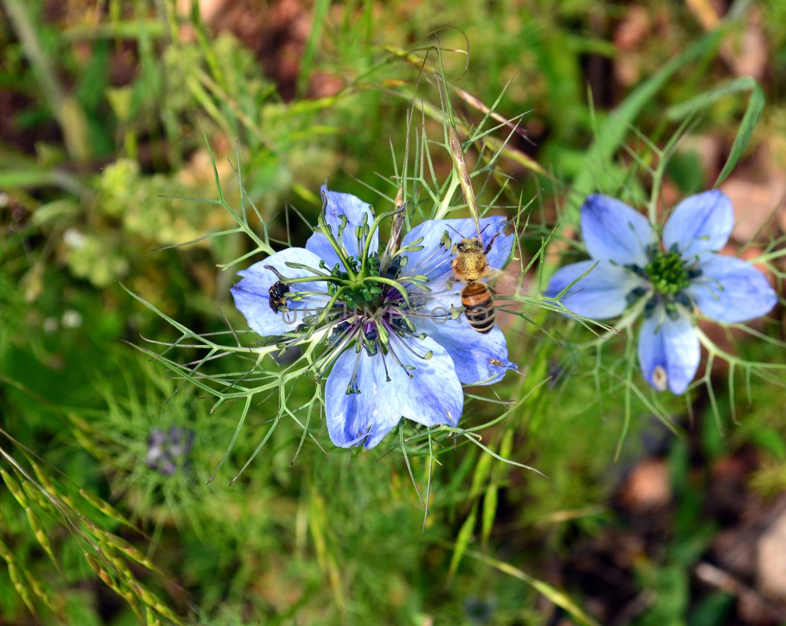 Bee on the Nigella flower