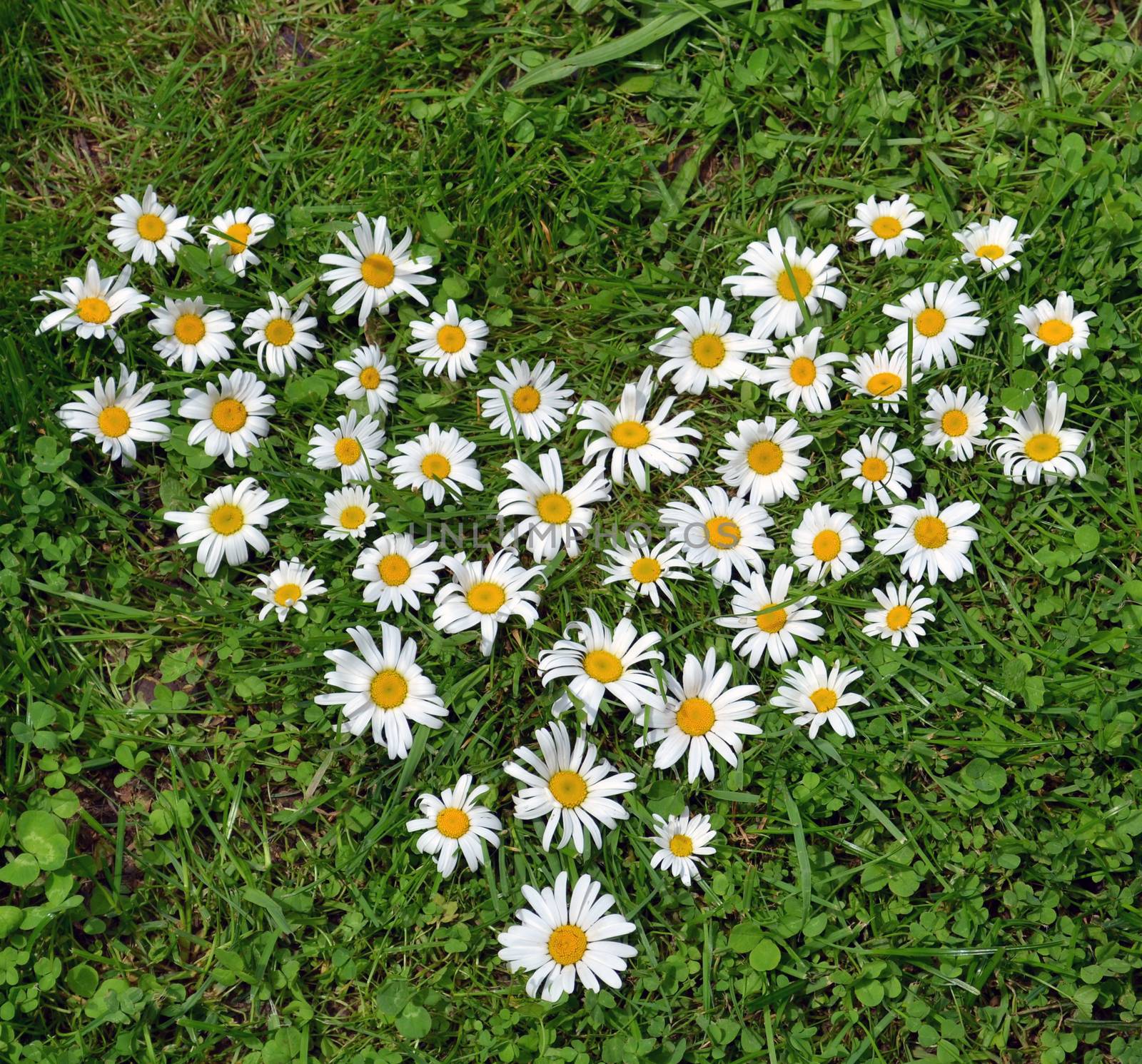 A heart made from daisy flowers on the grass