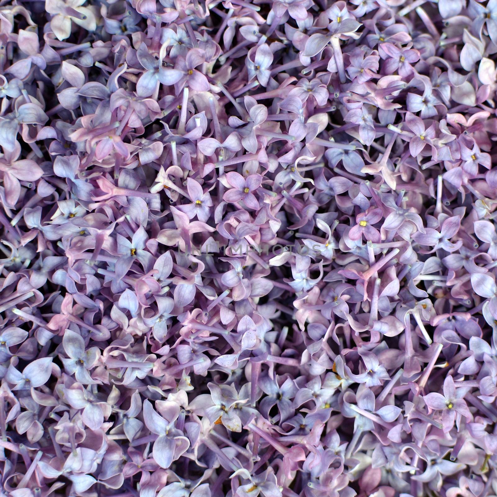 A bunch of violet lilac as a background