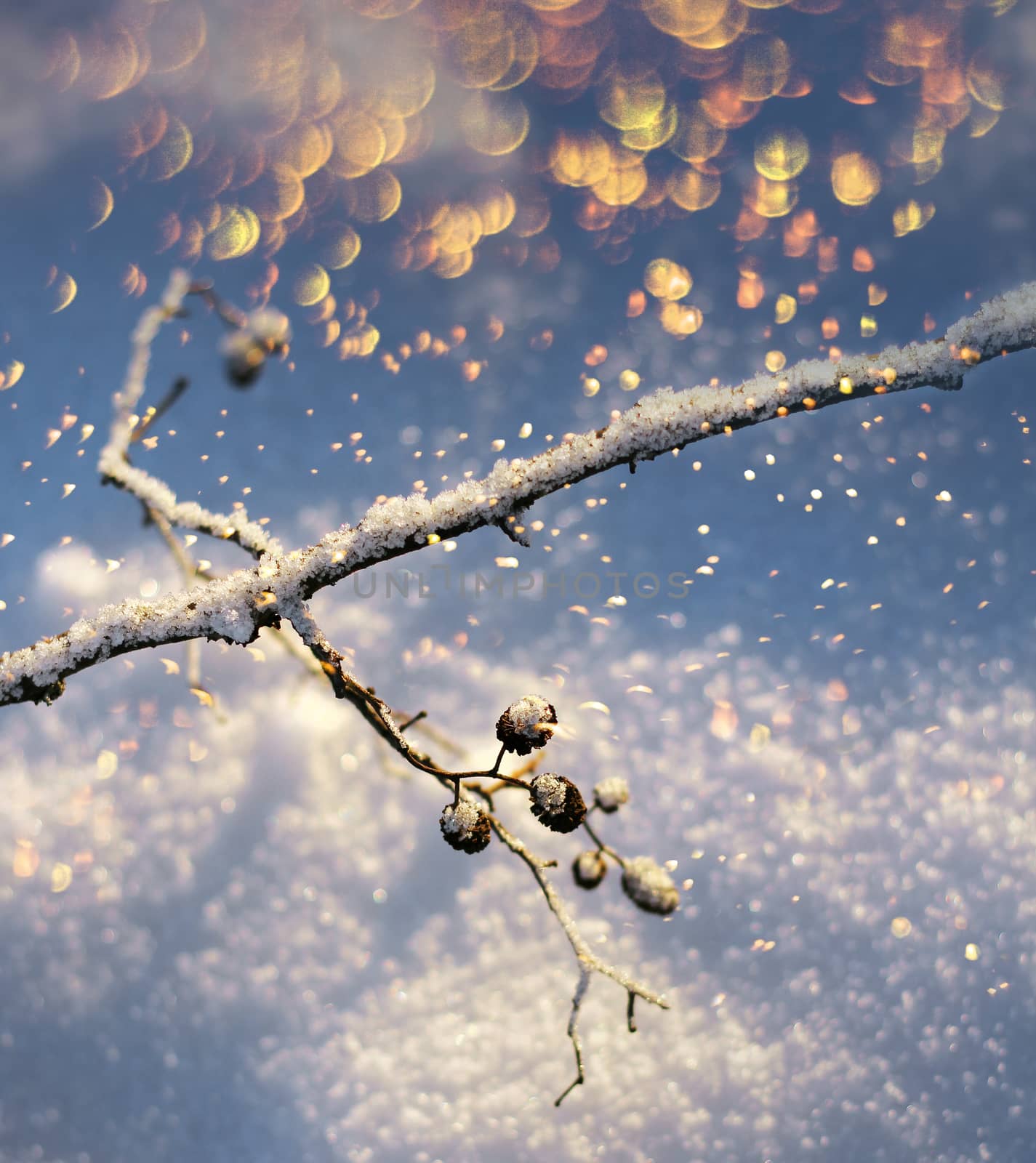 Frozen tree branch twig with colourful flakes snowfall season concept
