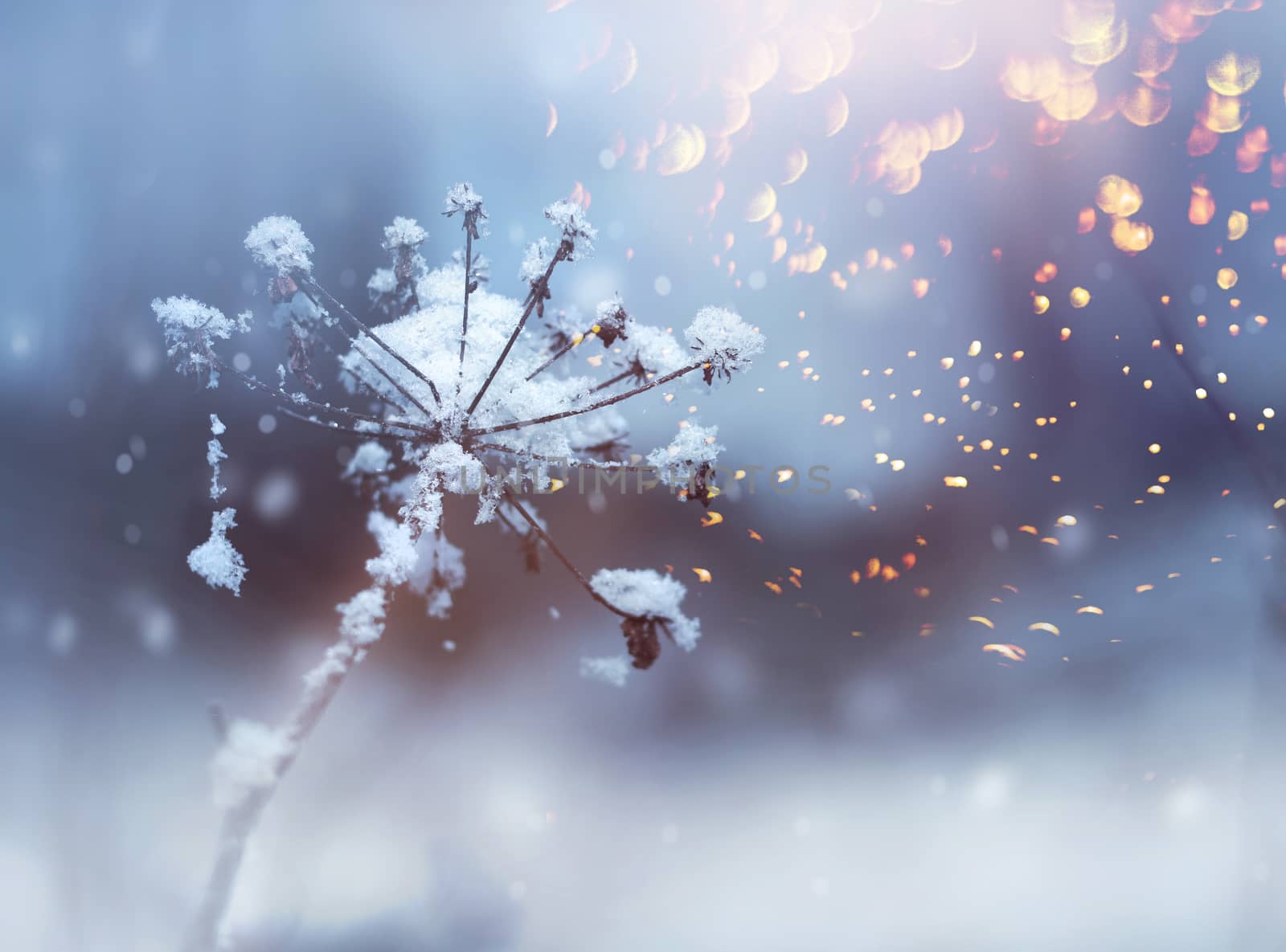 Frozen flower twig in winter snowfall by anterovium