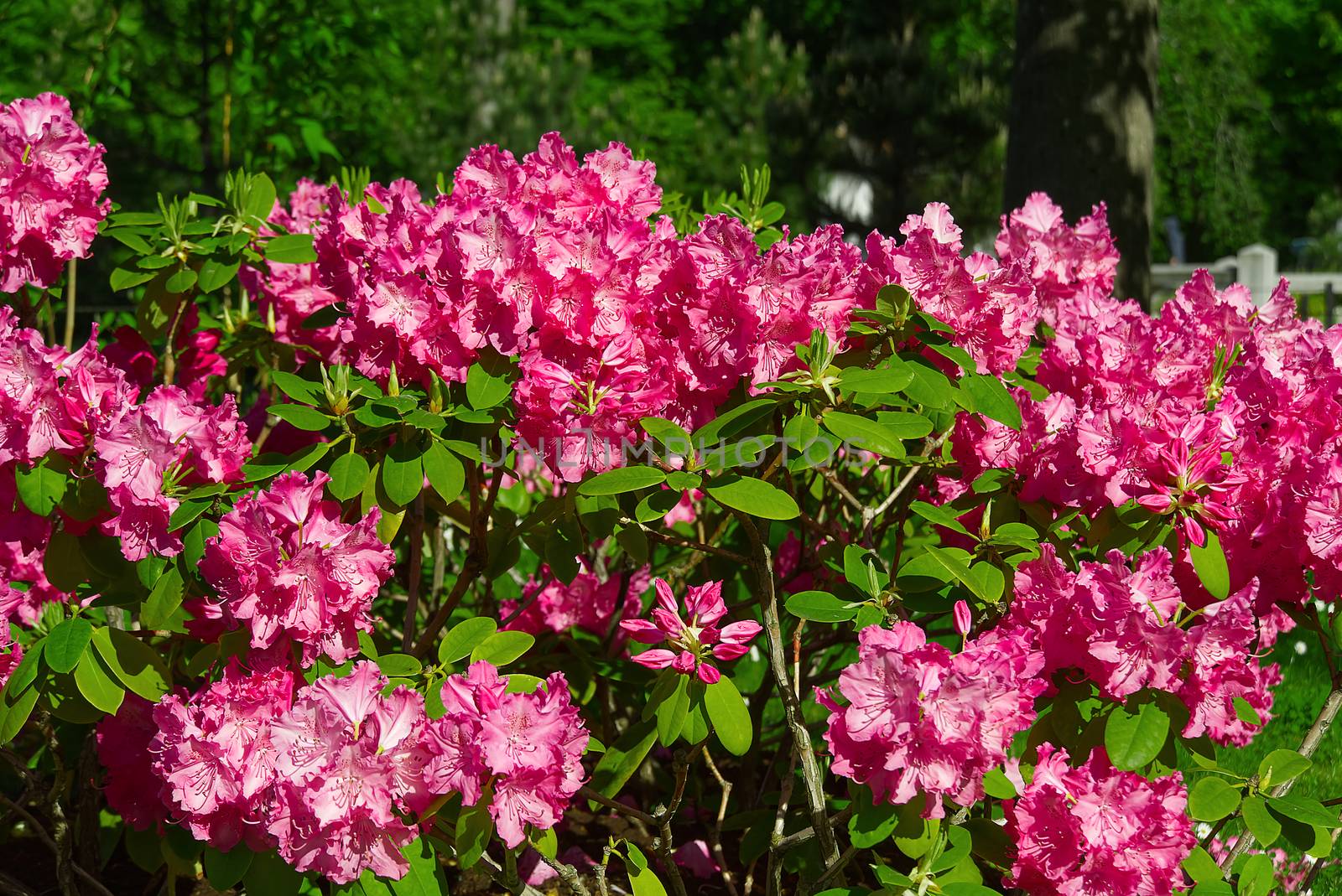 Rhododendron blooming flowers in the spring garden. Pacific rhododendron or California rosebay evergreen shrub. Beautiful pink Rhododendron close up by PhotoTime