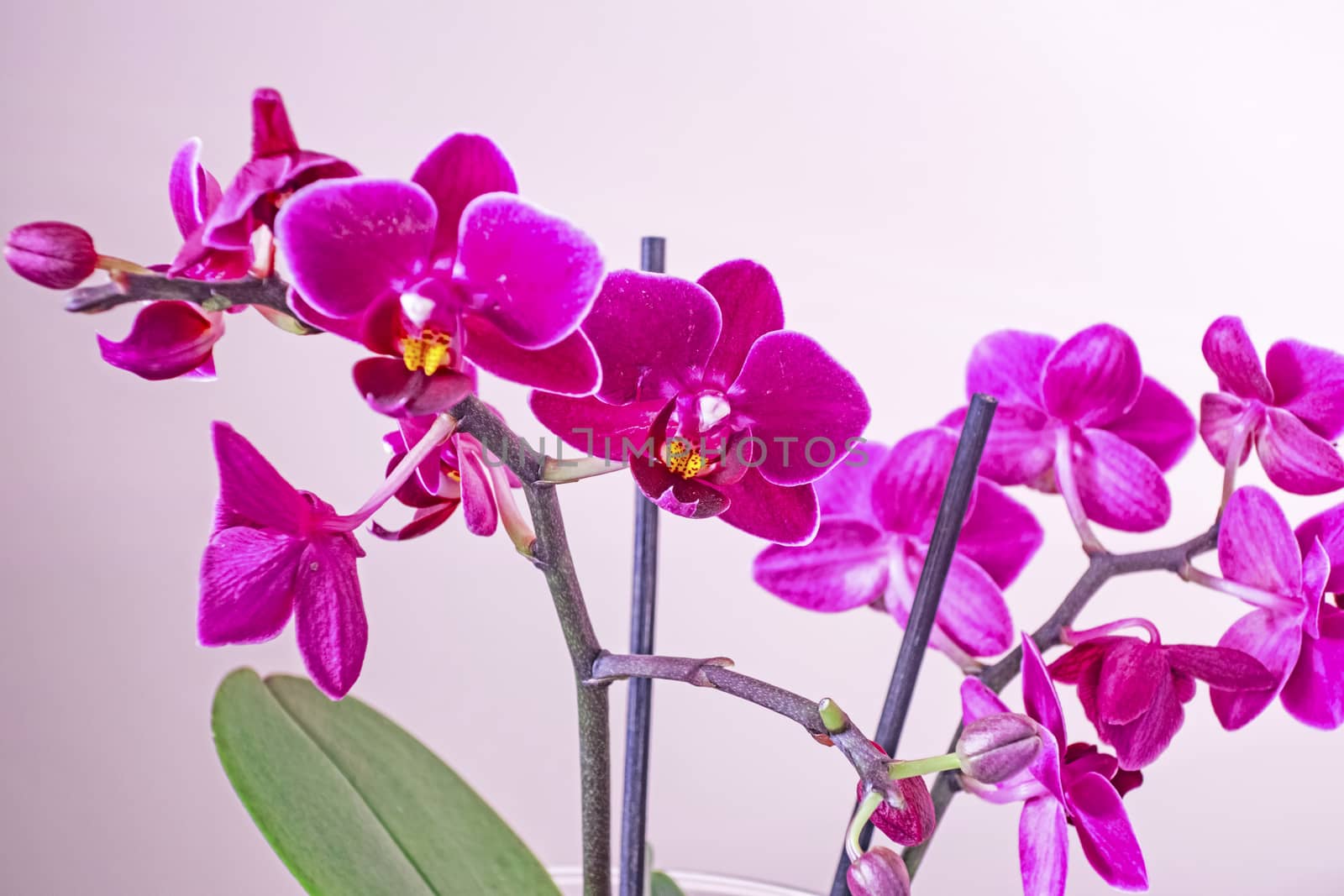 orchid flower on white background