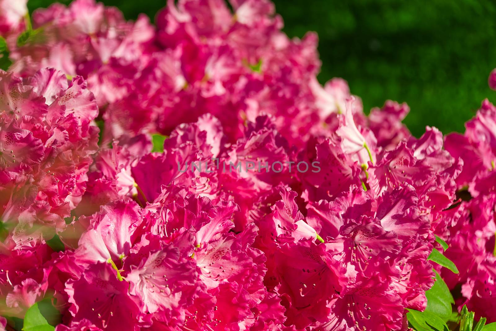 Rhododendron blooming flowers in the spring garden. Pacific rhododendron or California rosebay evergreen shrub. Beautiful pink Rhododendron close up by PhotoTime