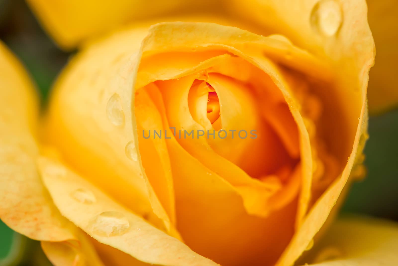 Water drops on a yellow rose close up