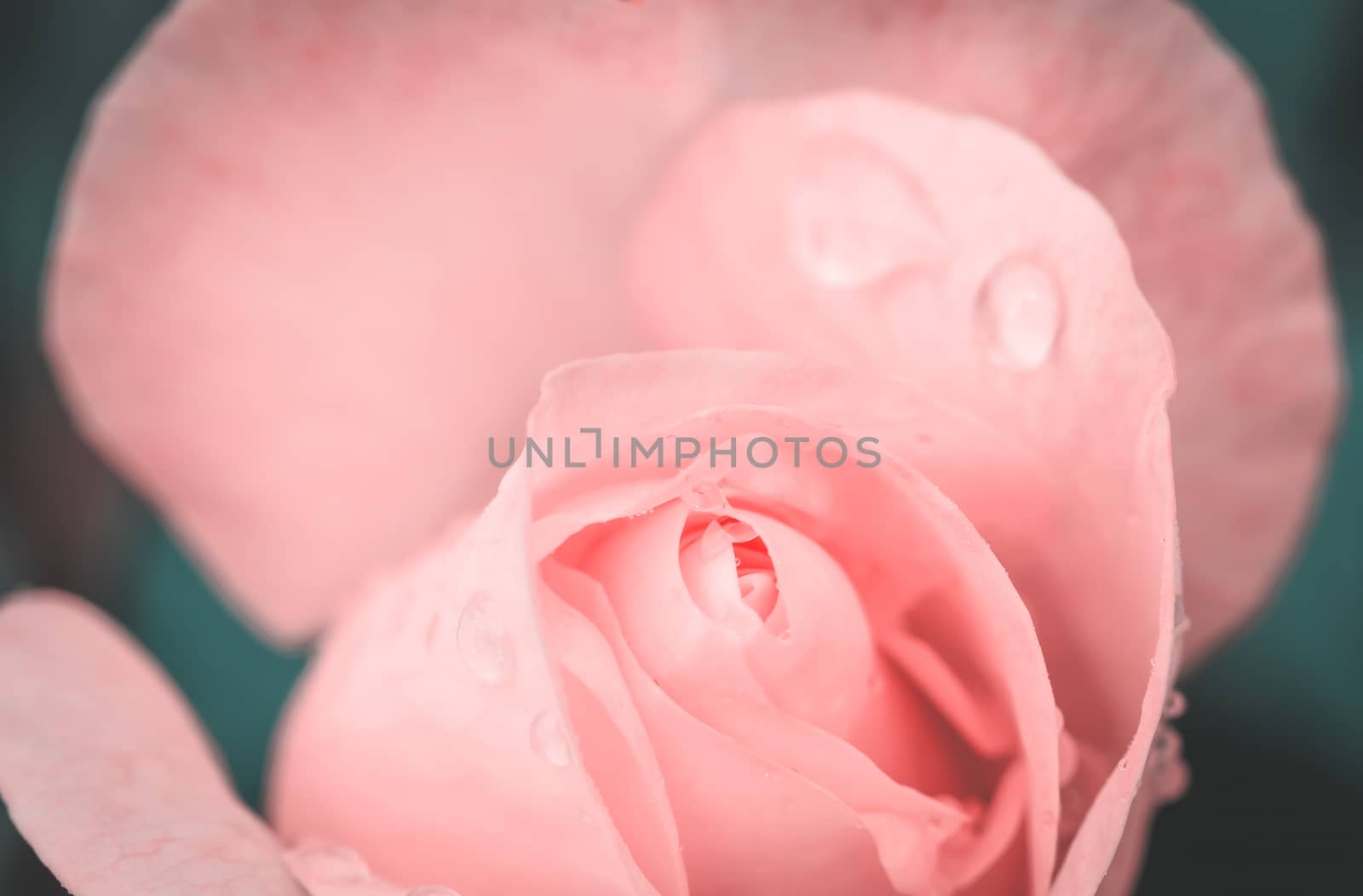 water drop on a rose close up by LP2Studio