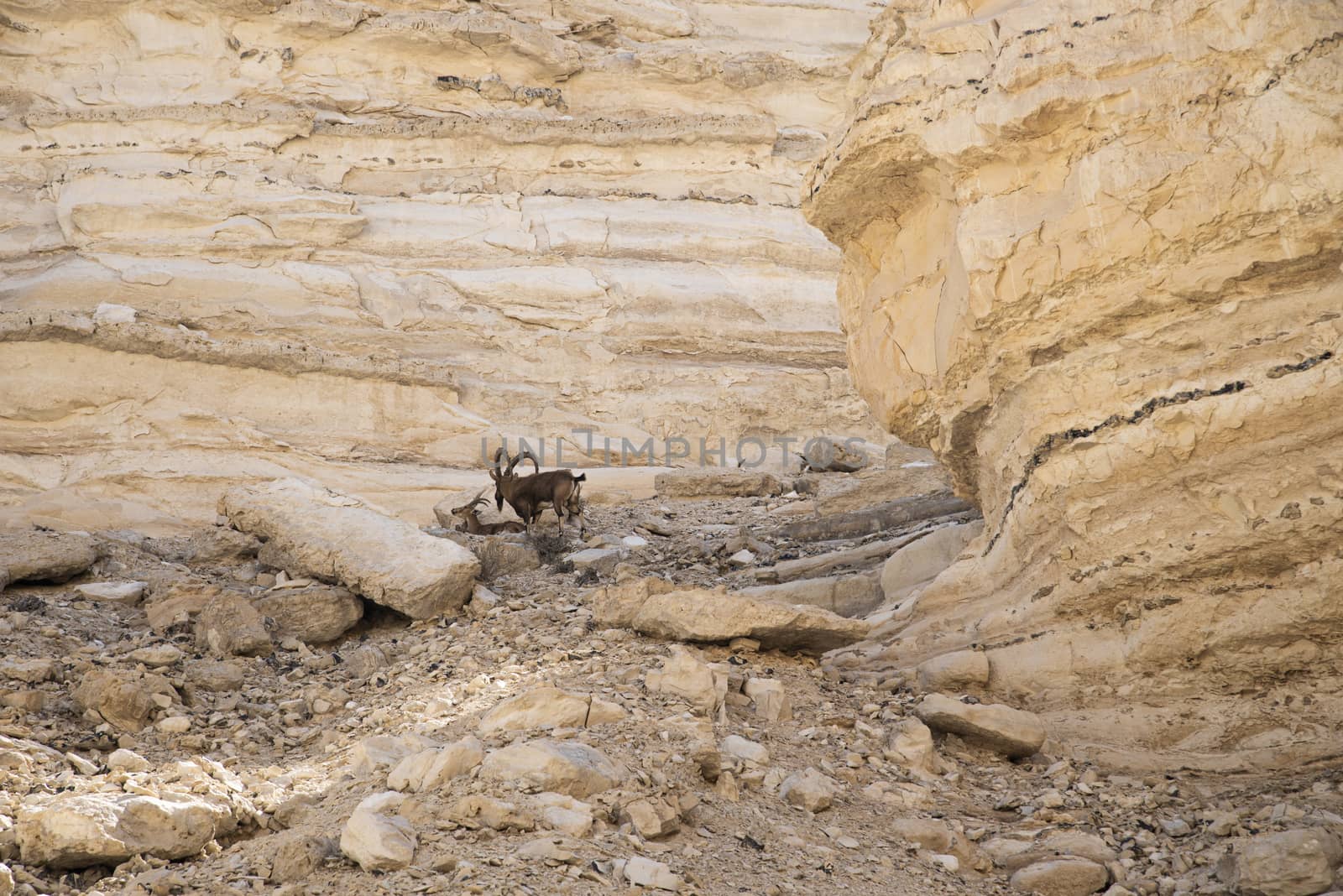 Israel Negev Desert Sede Boker. Great view of the Nakhal Tsin rift. Beautiful mountains with colorful sand. View of Nubian Ibex in Sde Boker, the Negev Desert, Southern Israel.