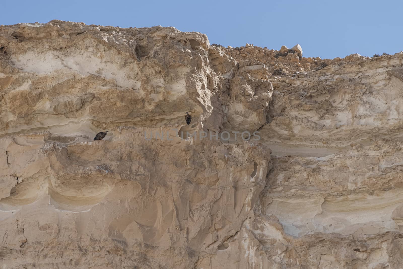 Israel Negev Desert Sede Boker. Great view of the Nakhal Tsin rift. Beautiful mountains with colorful sand. View of Nubian Ibex in Sde Boker, the Negev Desert, Southern Israel.