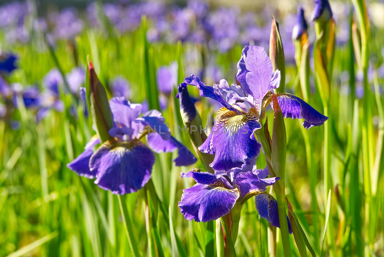 Close up of purple Japanese iris flowers. Blue flower irises- nature summer sunny background. Soft focus with bokeh