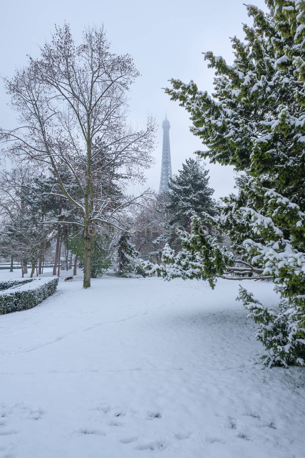 Eiffel tower under the snow behind trees from the Trocadero gardens in winter in Paris, France