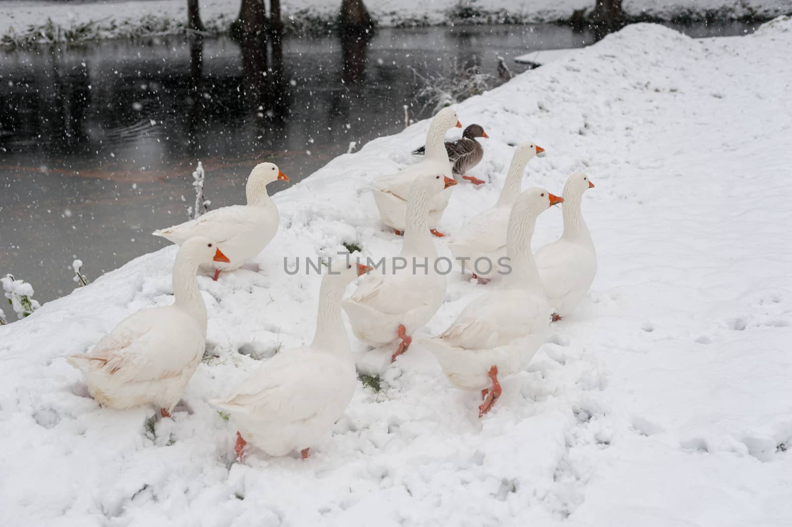 White geese under the snow in winter in Rotterdam, Netherlands