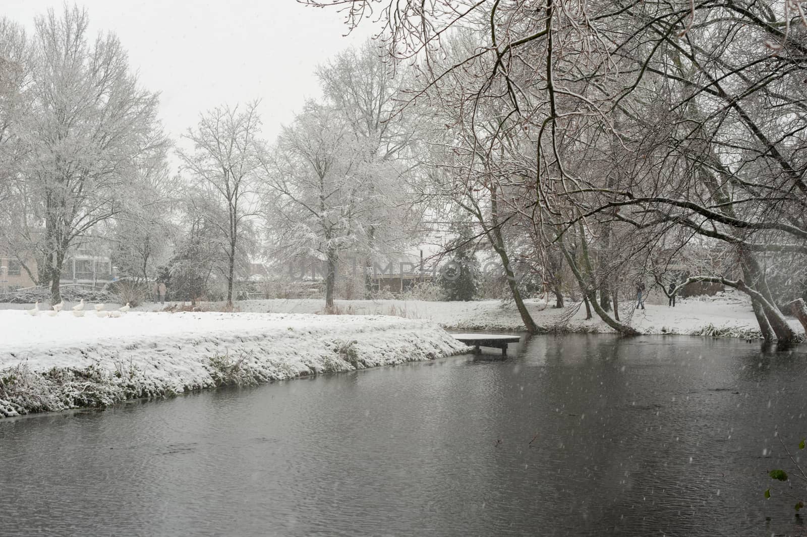 Snowfall in a park with a pond in winter, Rotterdam, Netherlands