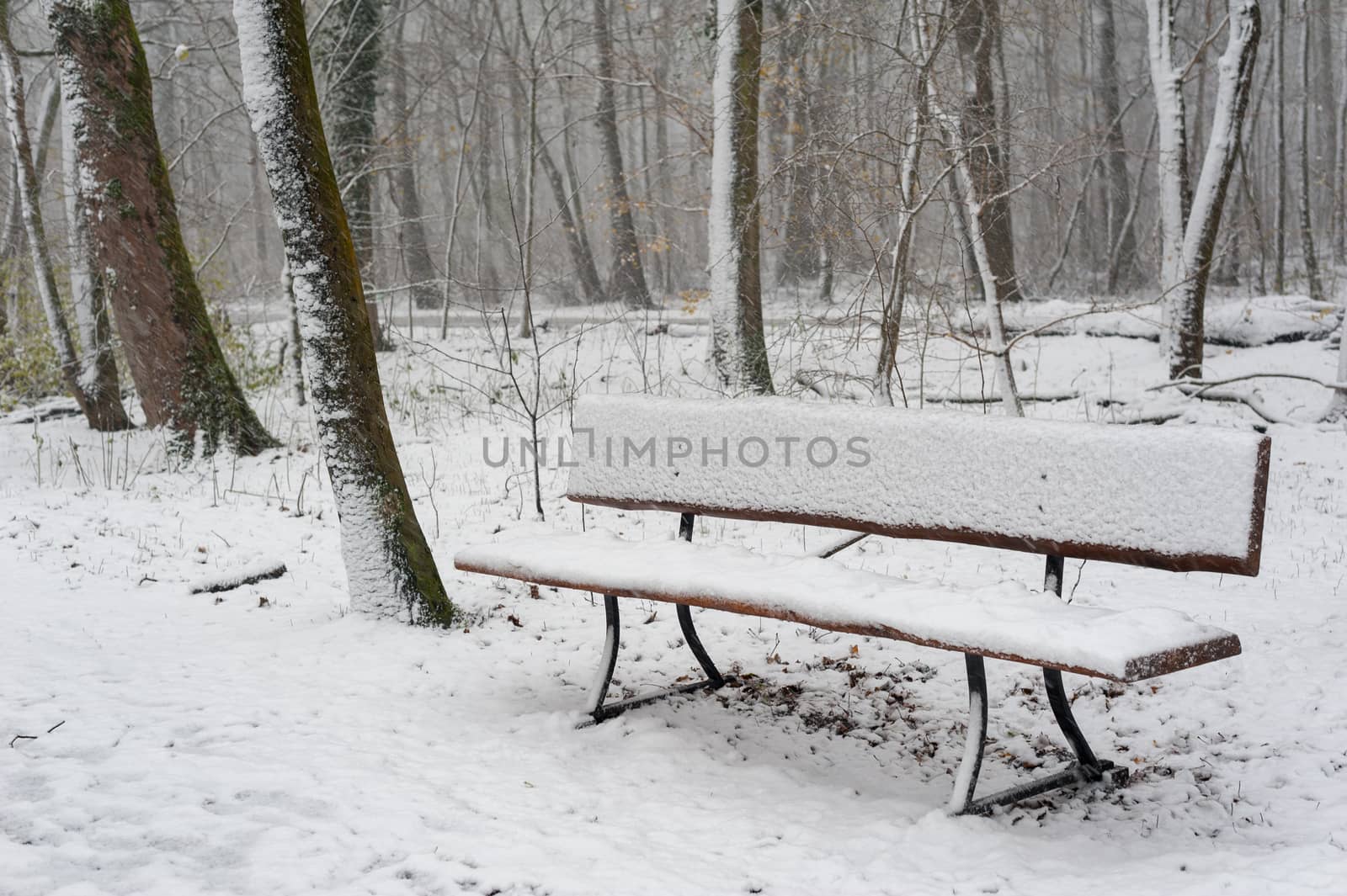 Empty bench in the forest under the snow in winter, Rotterdam, Netherlands