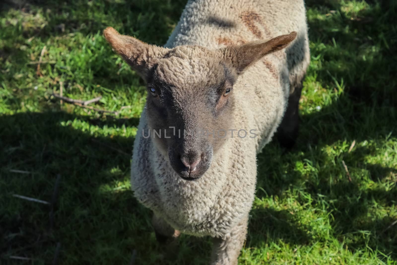 Group of sheeps and lambs on a green meadow on a sunny day during springtime