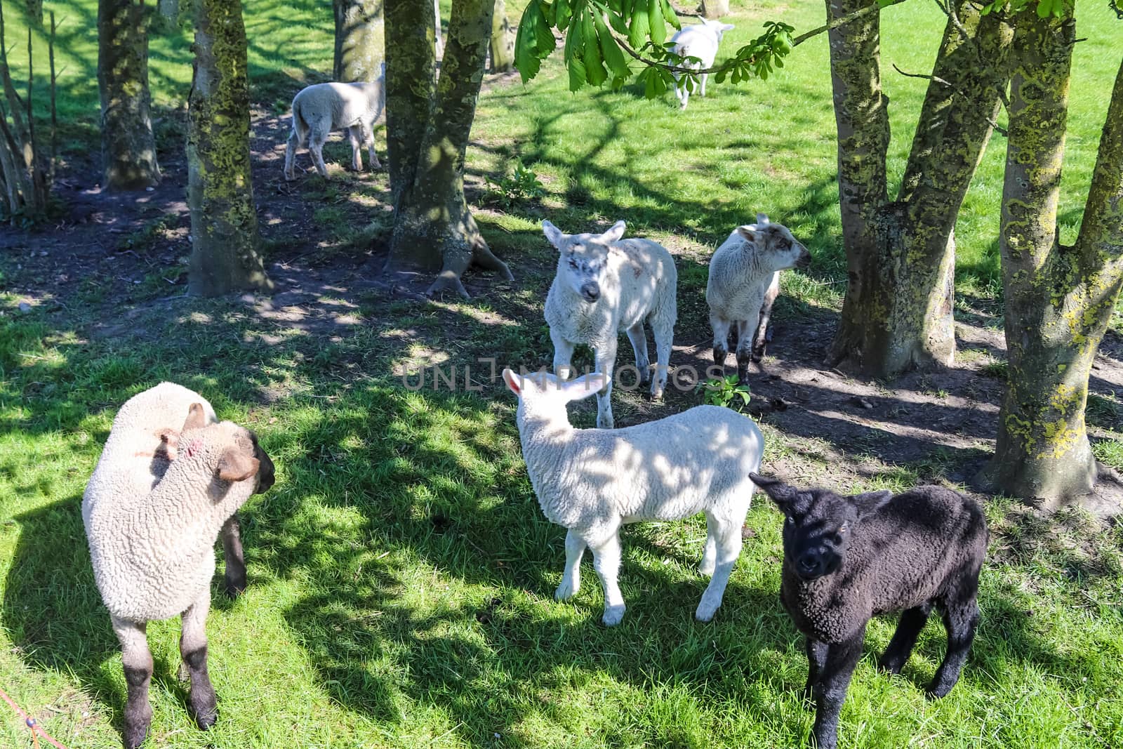 Group of sheeps and lambs on a green meadow on a sunny day during springtime