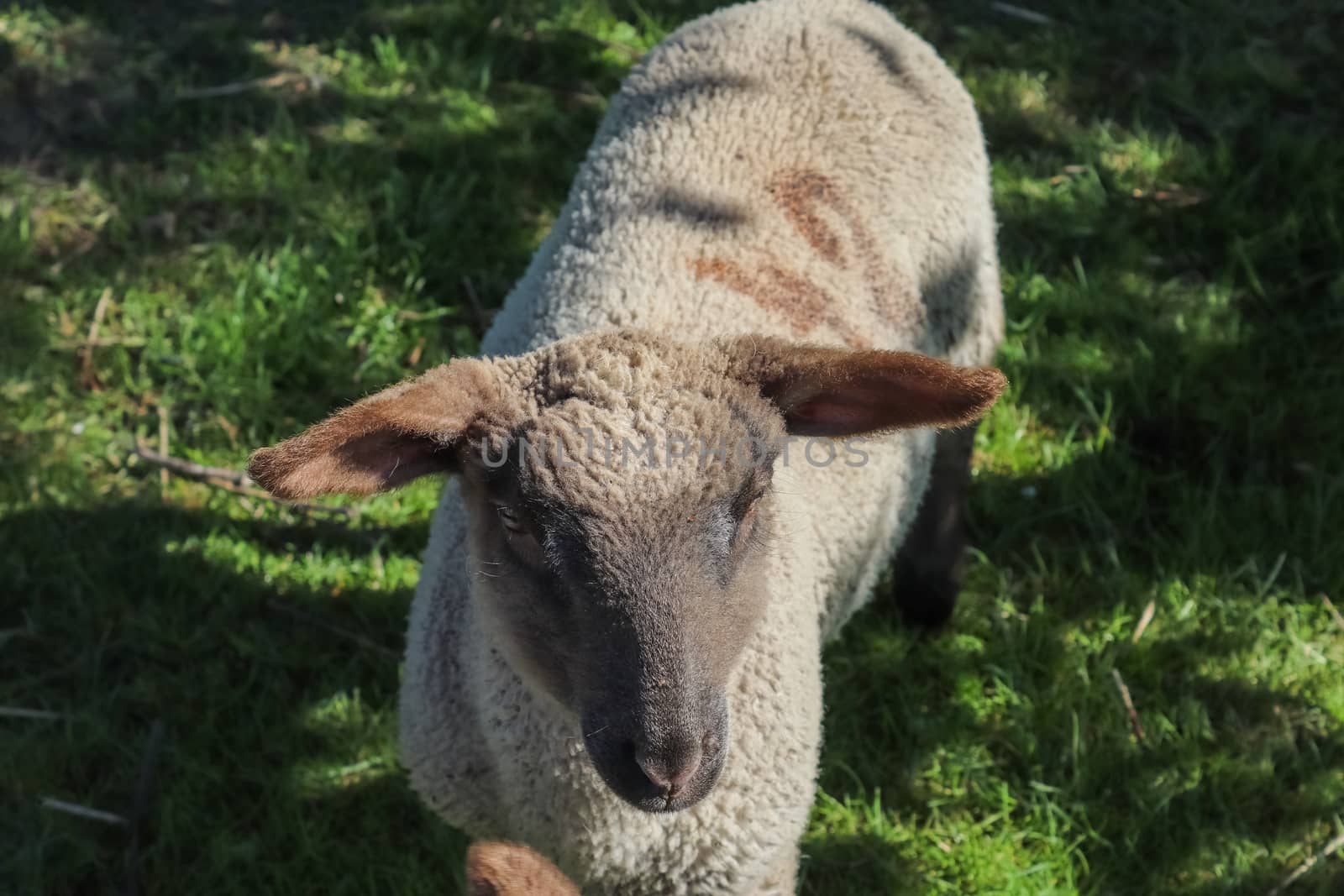 Group of sheeps and lambs on a green meadow on a sunny day during springtime