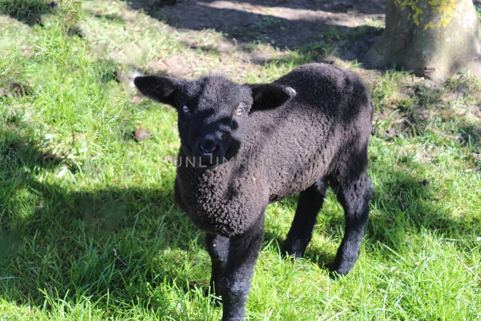 Single black lamb on a green meadow on a sunny day during springtime