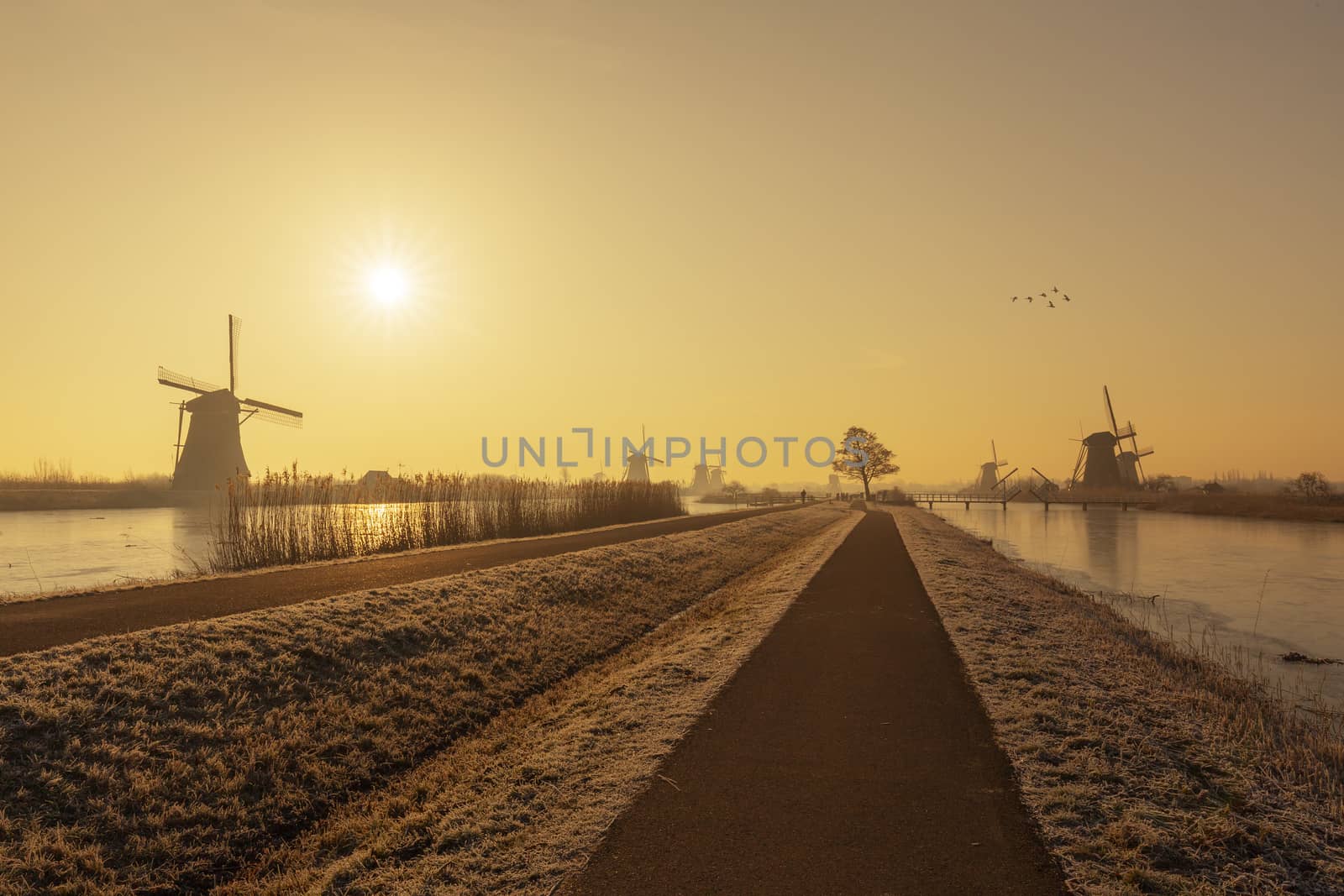 Typical Dutch rural landscape with windmill silhouettes at the early morning sunrise in Netherlands