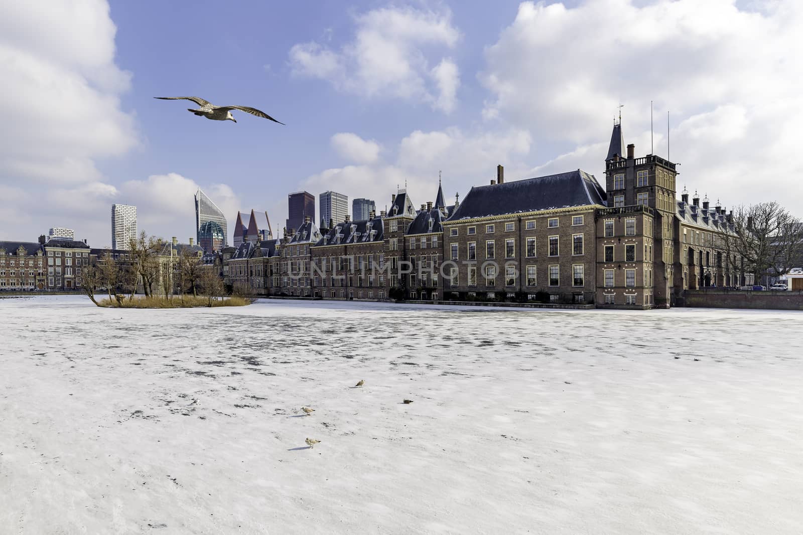 Seagull flying above the Dutch parliament building and its frozen pond water by ankorlight