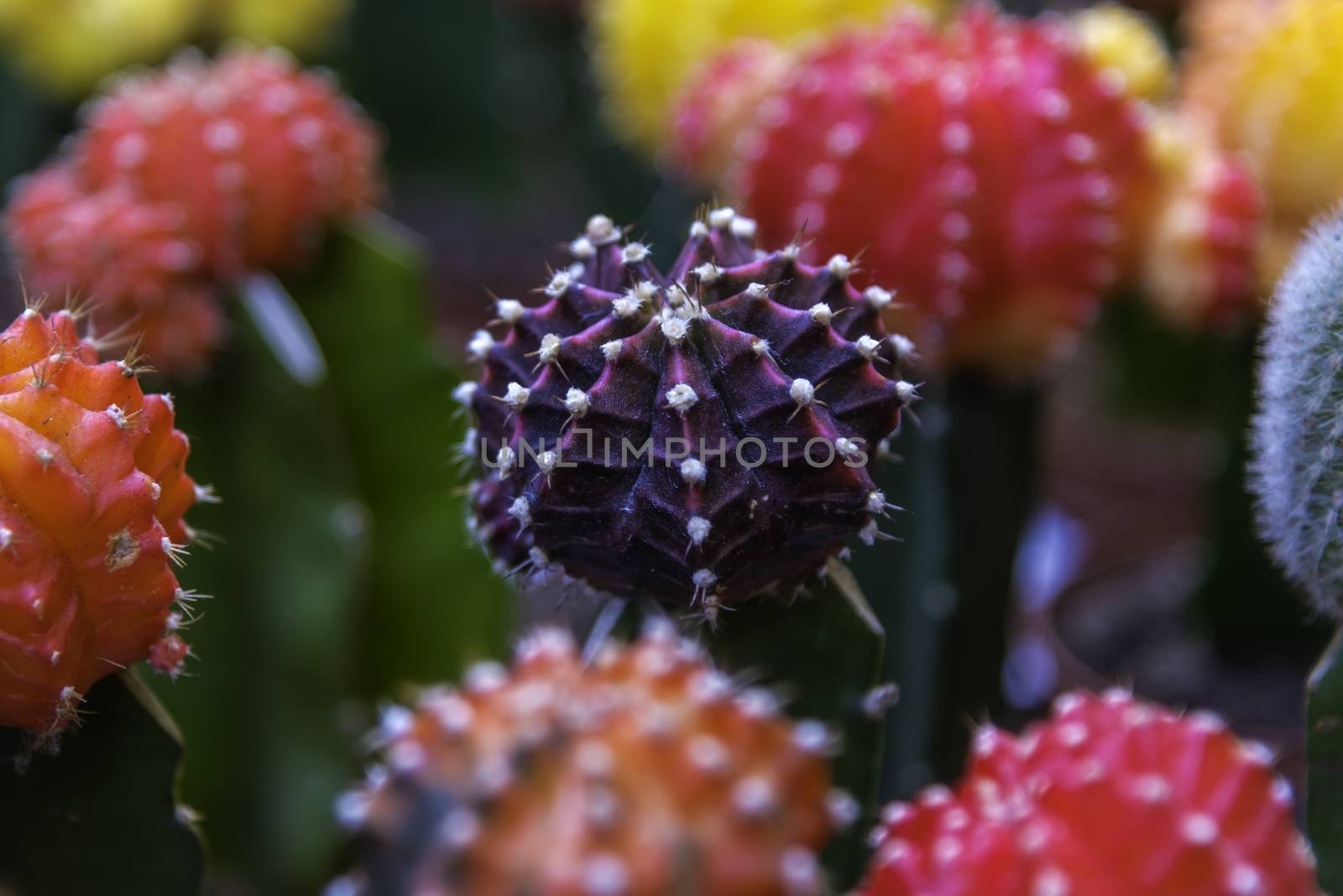 Purple cactus flower blooming surrounded by red color cactus macro by ankorlight