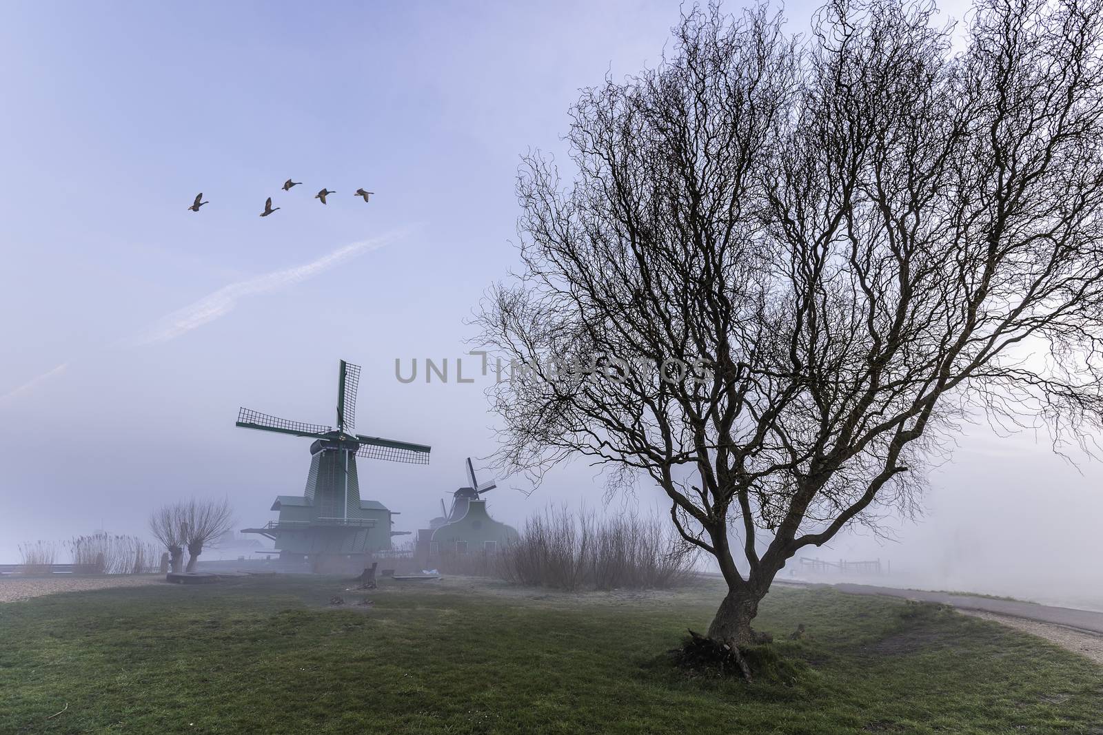 A big tree in front the sawmill in the foggy morning at Zaanse Schan, nearby Amsterdam, Netherlands by ankorlight