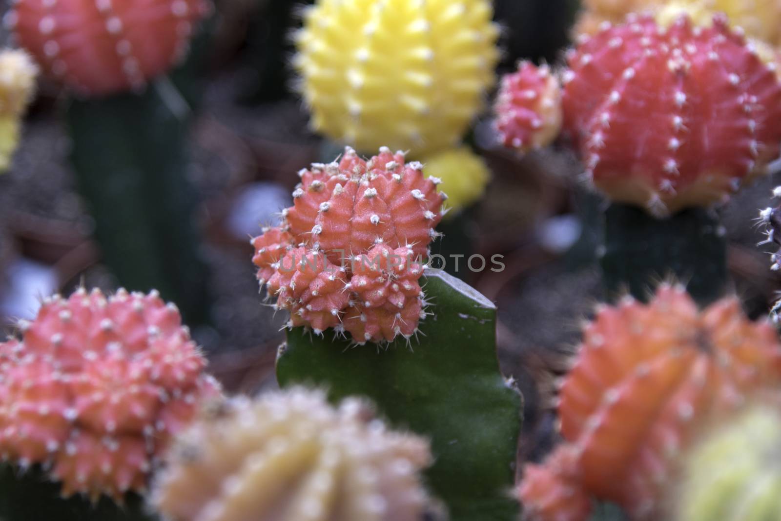 Little cactus flower blooming surrounded by red color cactus macro by ankorlight