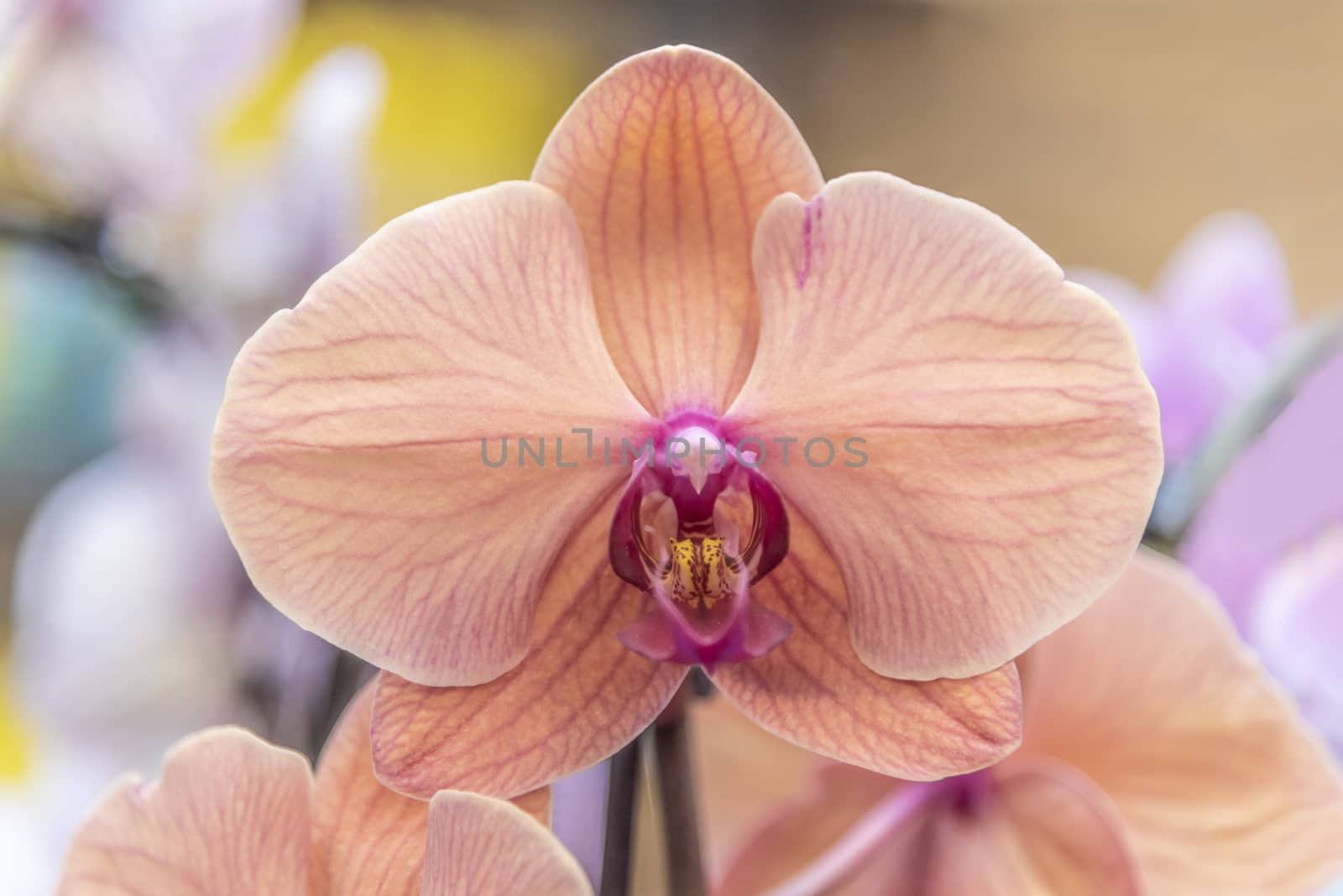 Vivid pink color orchid blooming with the stamen that looks like a sharp beach  eagle catching pray by ankorlight