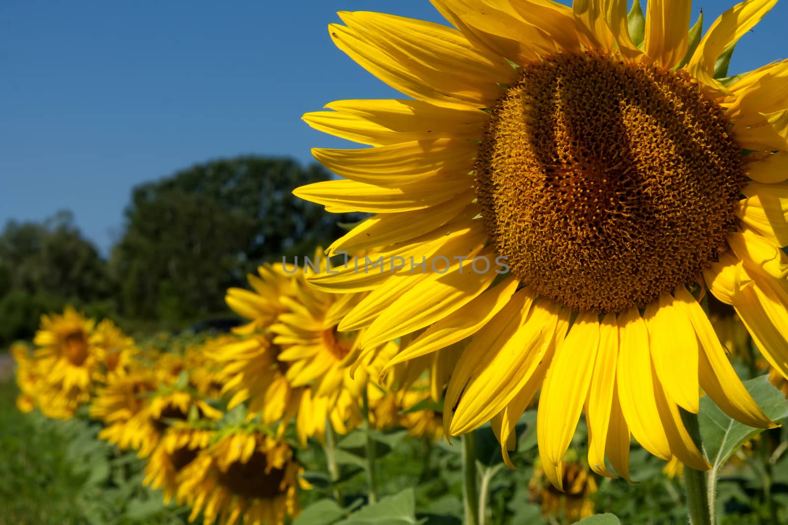 Sunflower field by Digoarpi