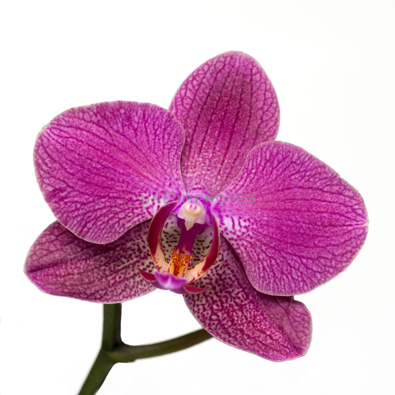 Pink streaked orchid flower on white background by Digoarpi