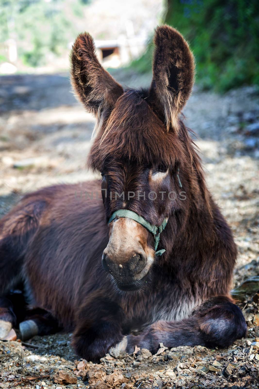 Farm Donkey portrait by Digoarpi