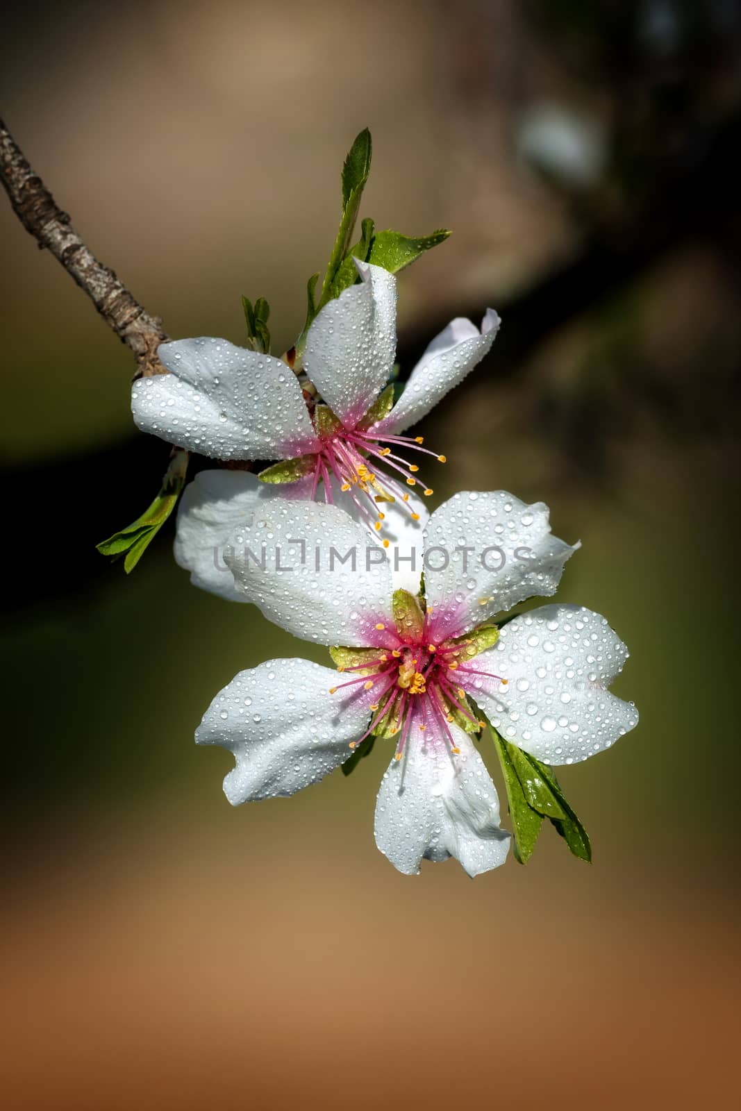 Close up of beautiful almond flowers in spring with drops