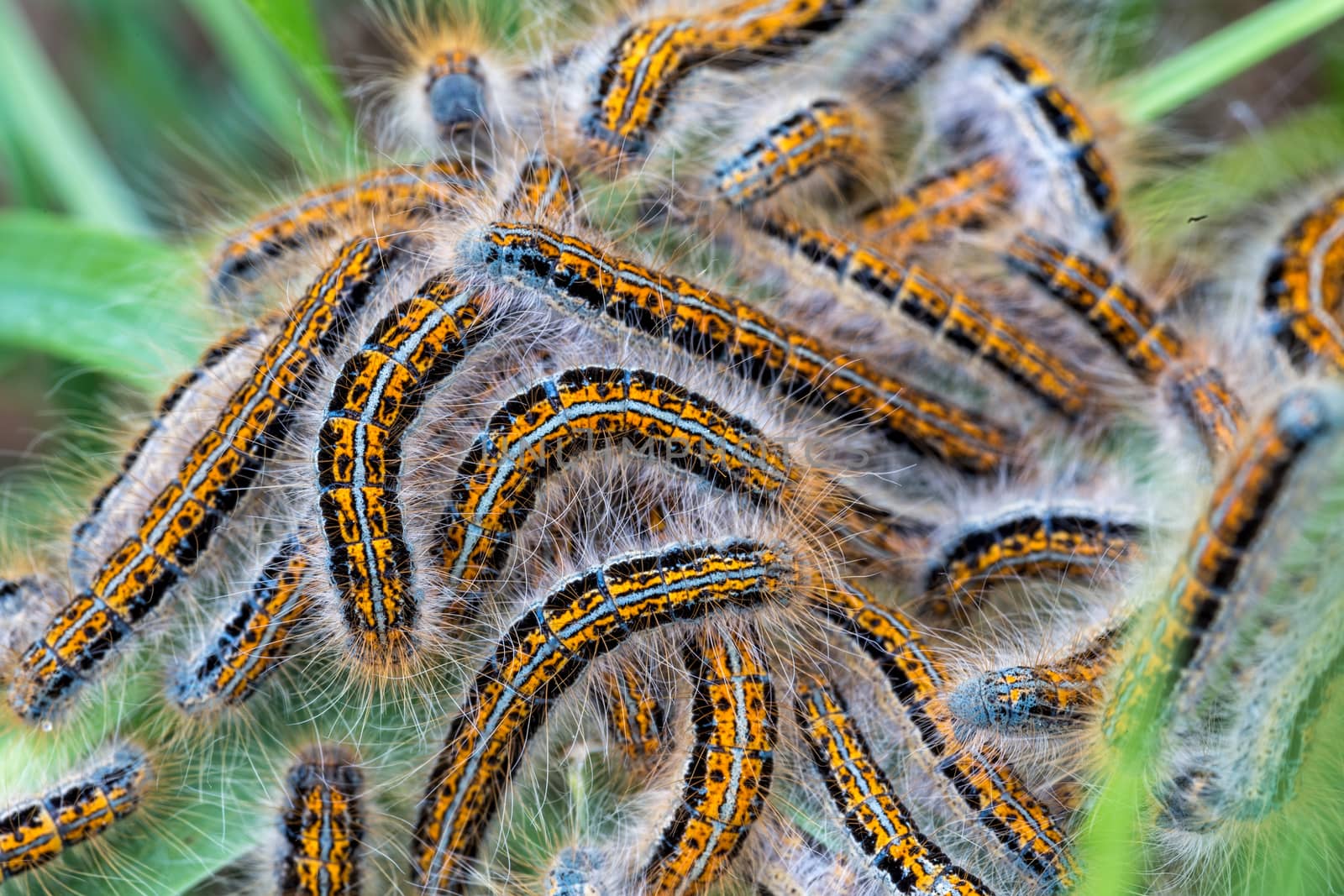 Young caterpillars in the nest (Lymantria dispar) by Digoarpi