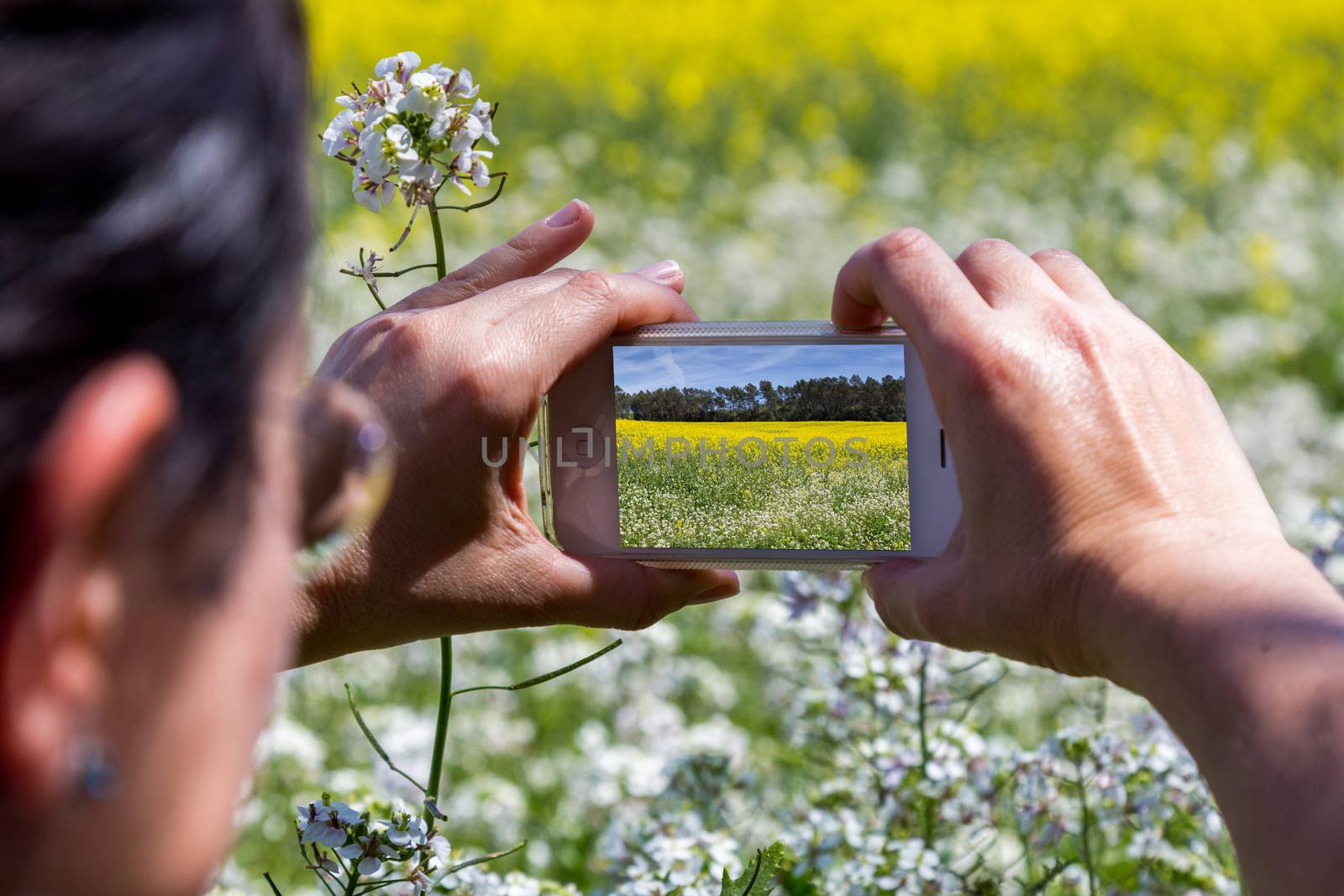 Take a picture with mobile phone from blooming rapeseed field, blue cloudy sky above