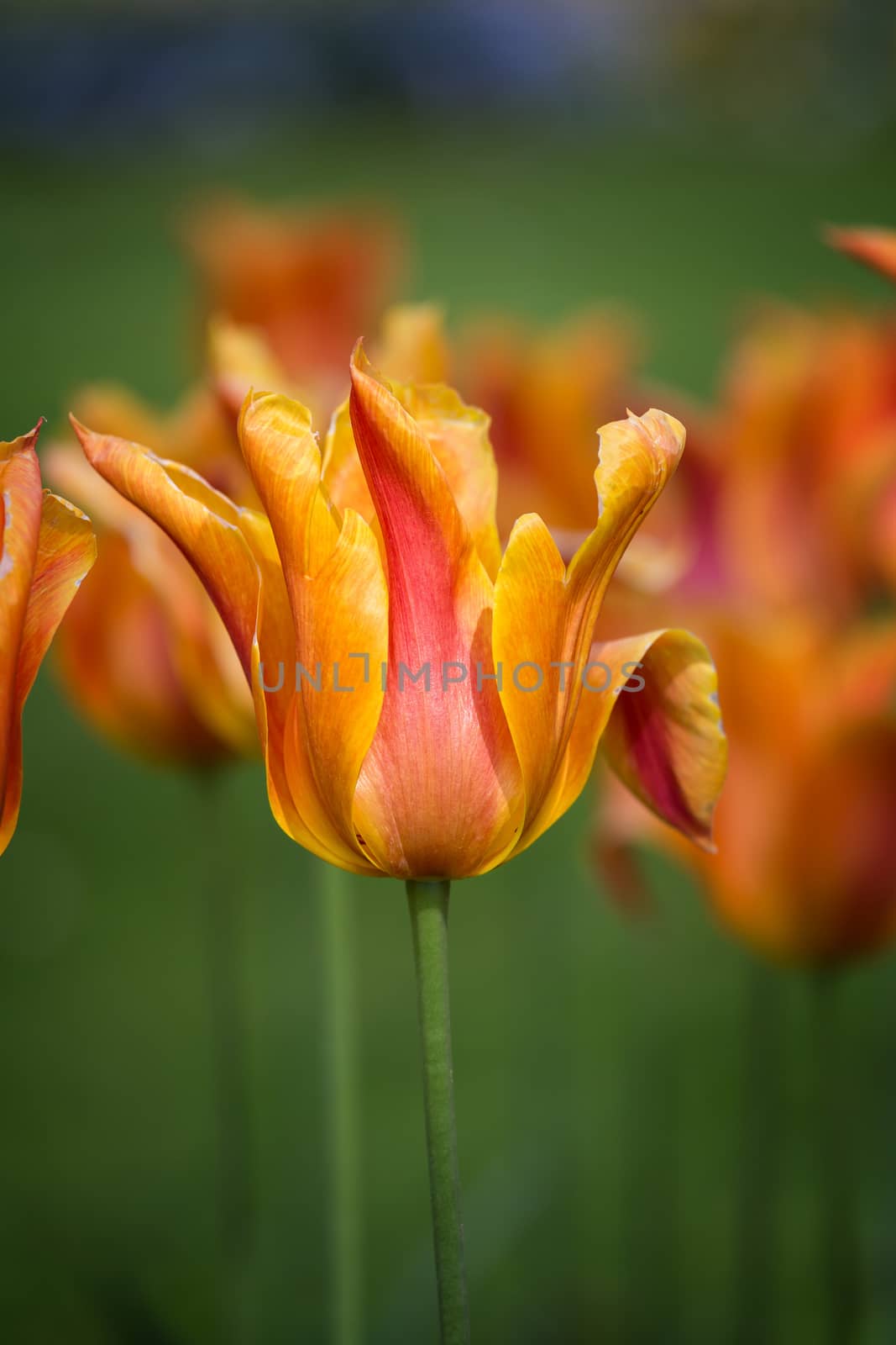 Beautiful yellow tulips in spring