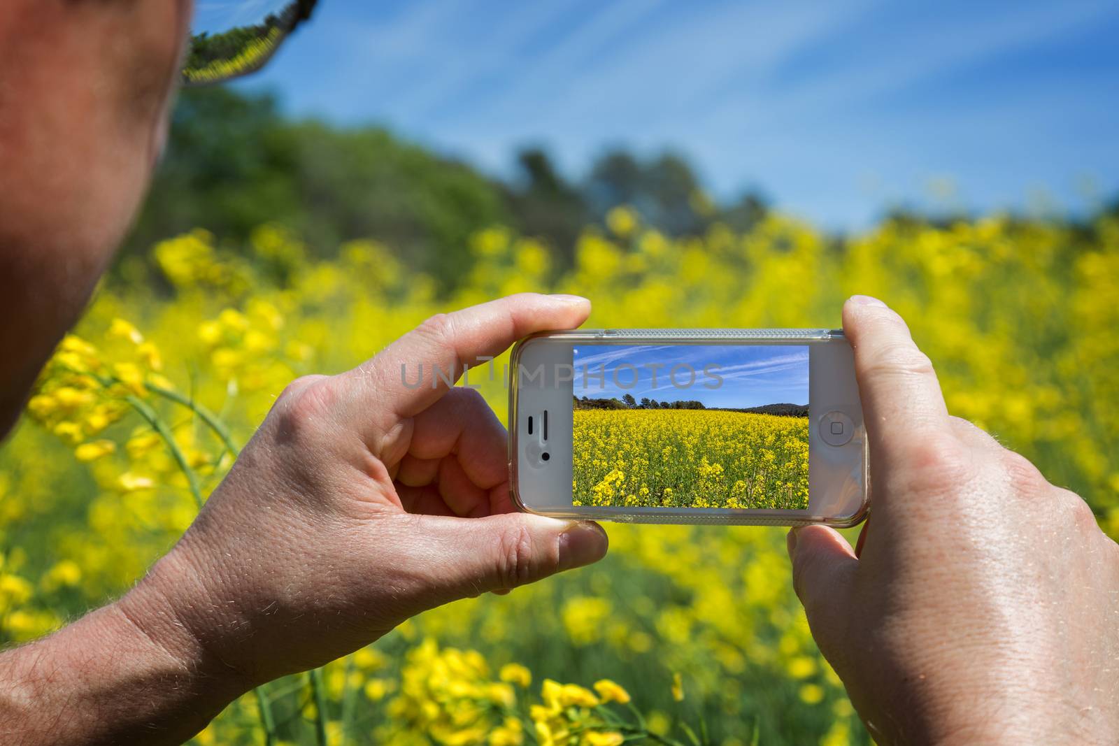 Take a picture with mobile phone from blooming colza field, blue cloudy sky above