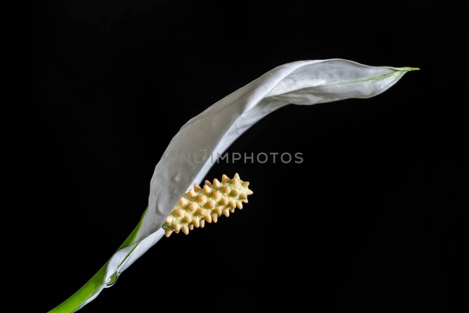 White spathiphyllum lily flower on the black background