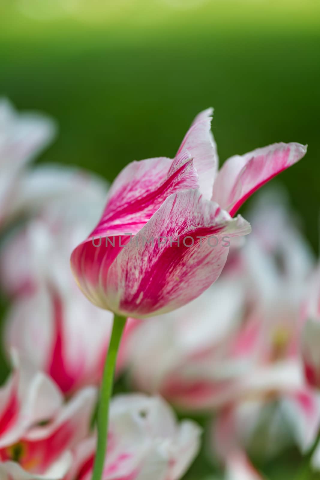 Beautiful white tulip in spring