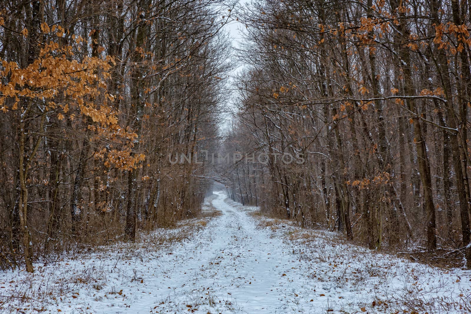 Snowy winter road in the forest by Digoarpi