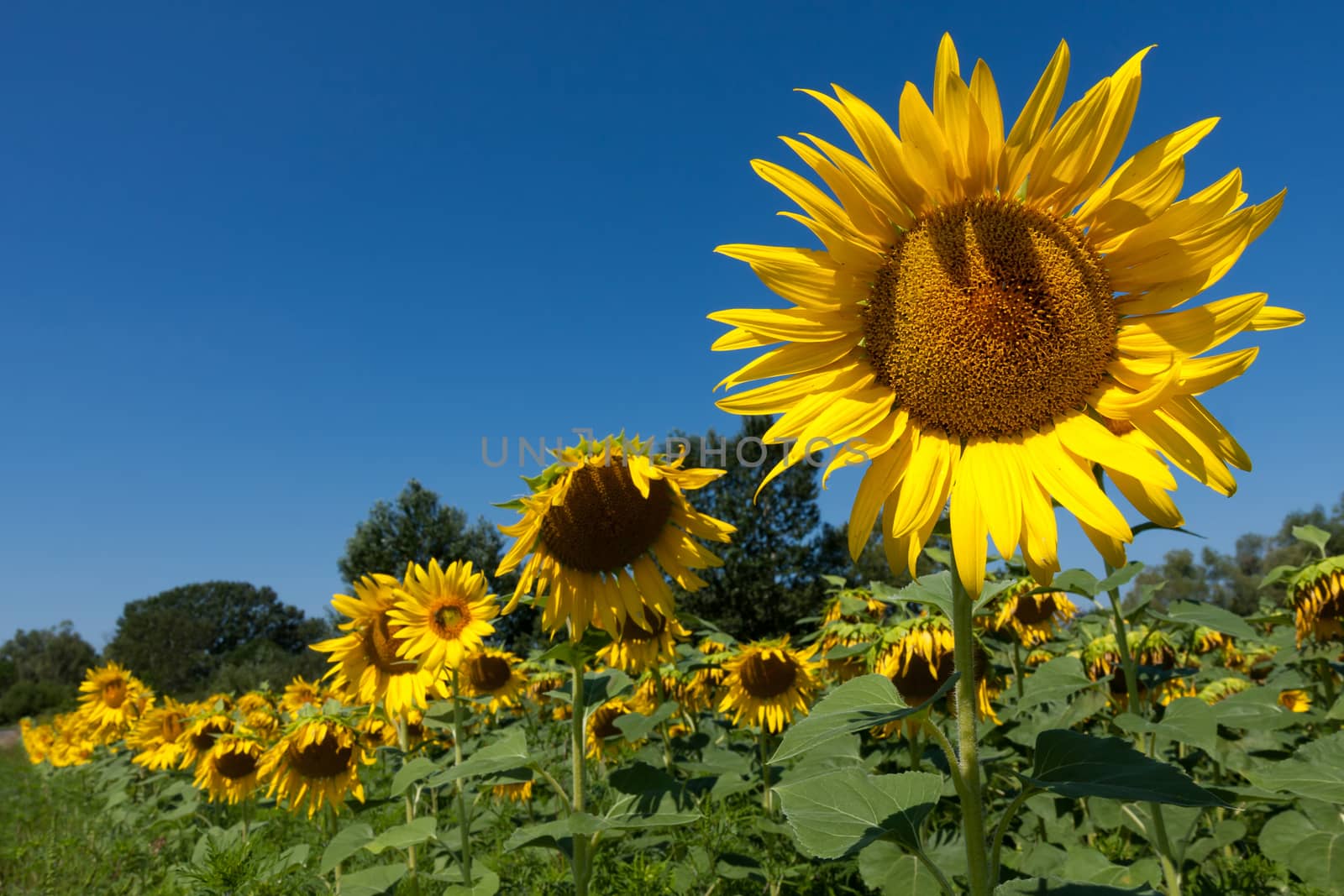 Sunflower field by Digoarpi