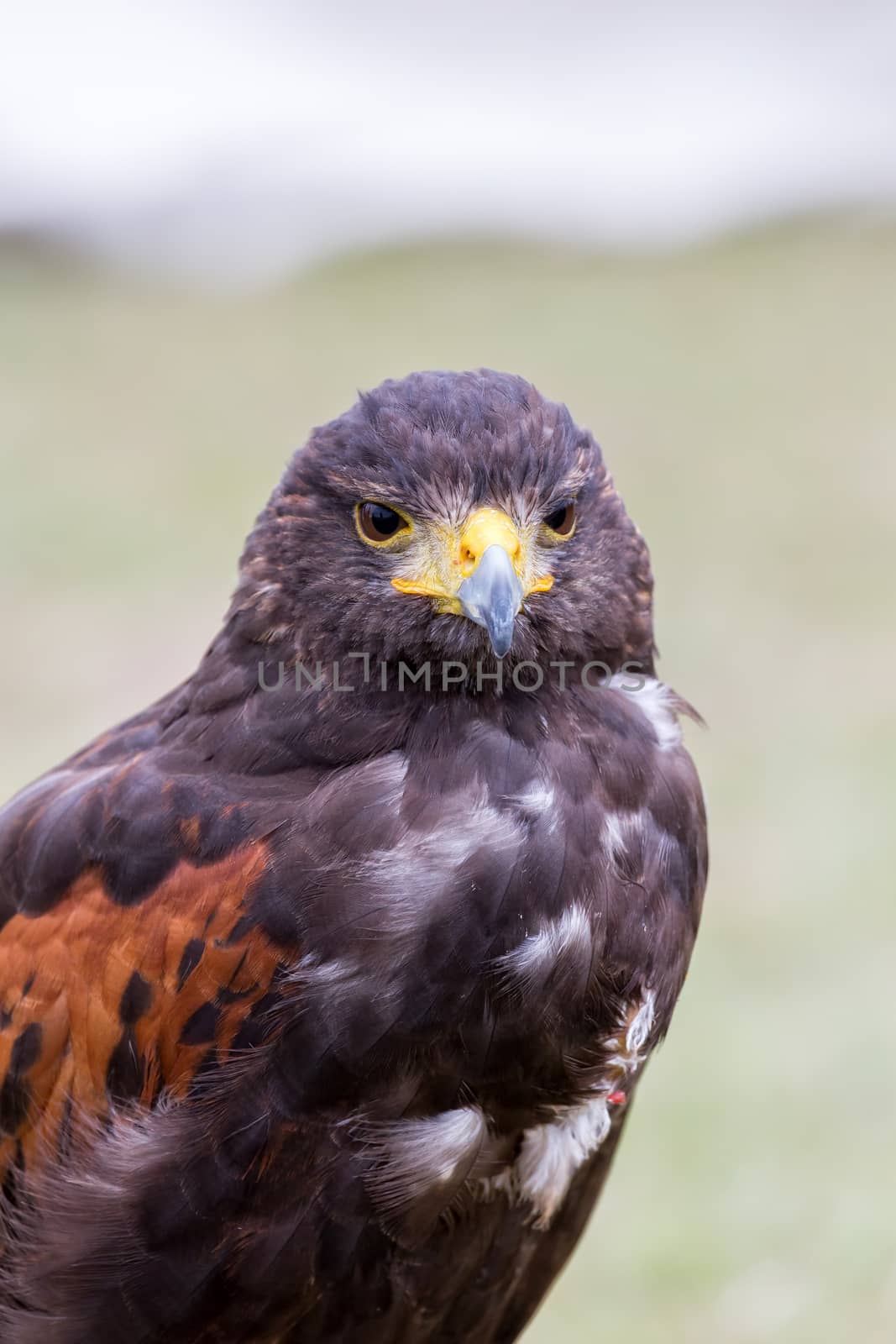 Close up of brown eagle by Digoarpi